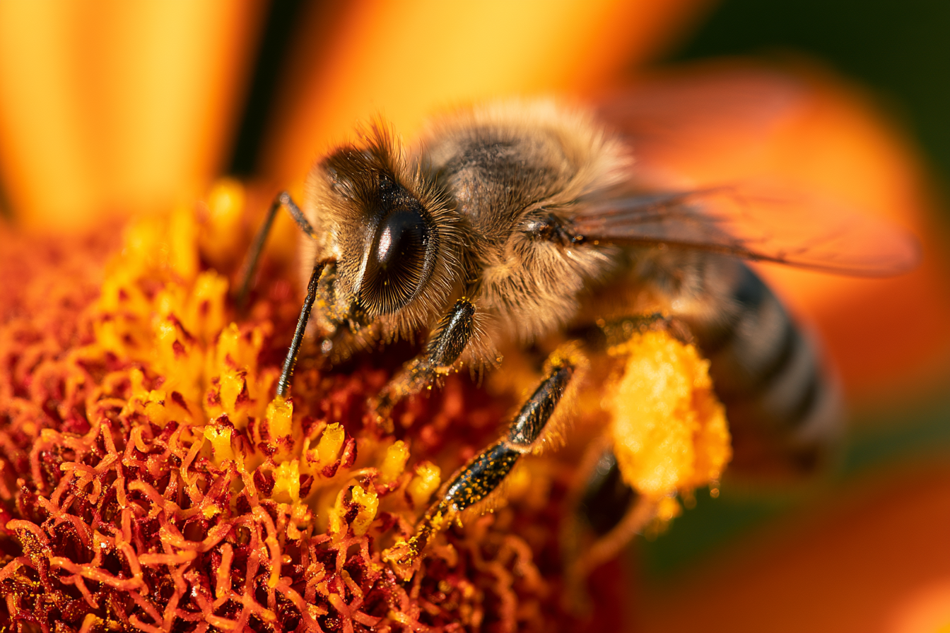 Bee on flower, close detail