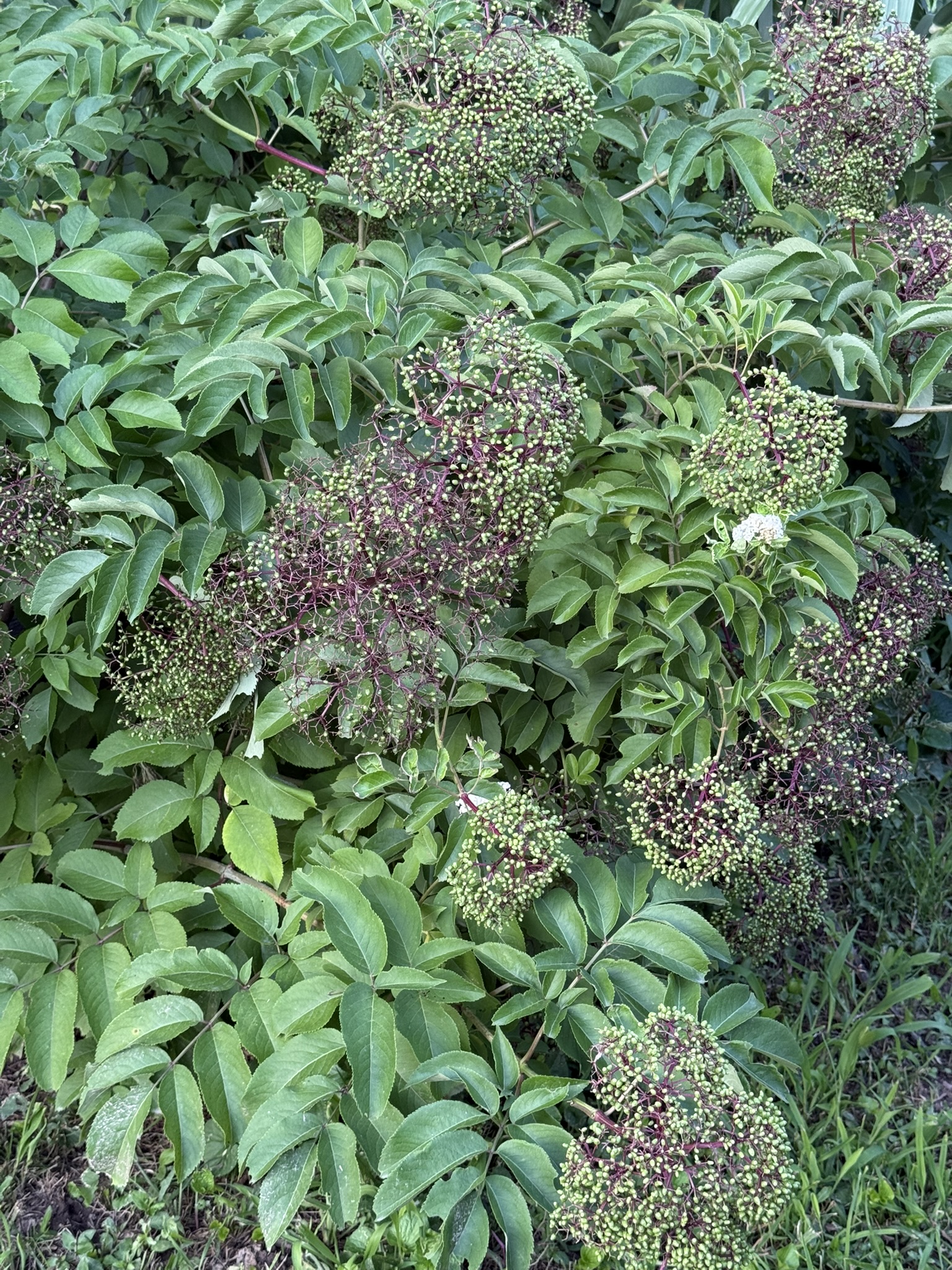 Elder bush with forming green berries — one of the oldest medicinal plants in Europe
