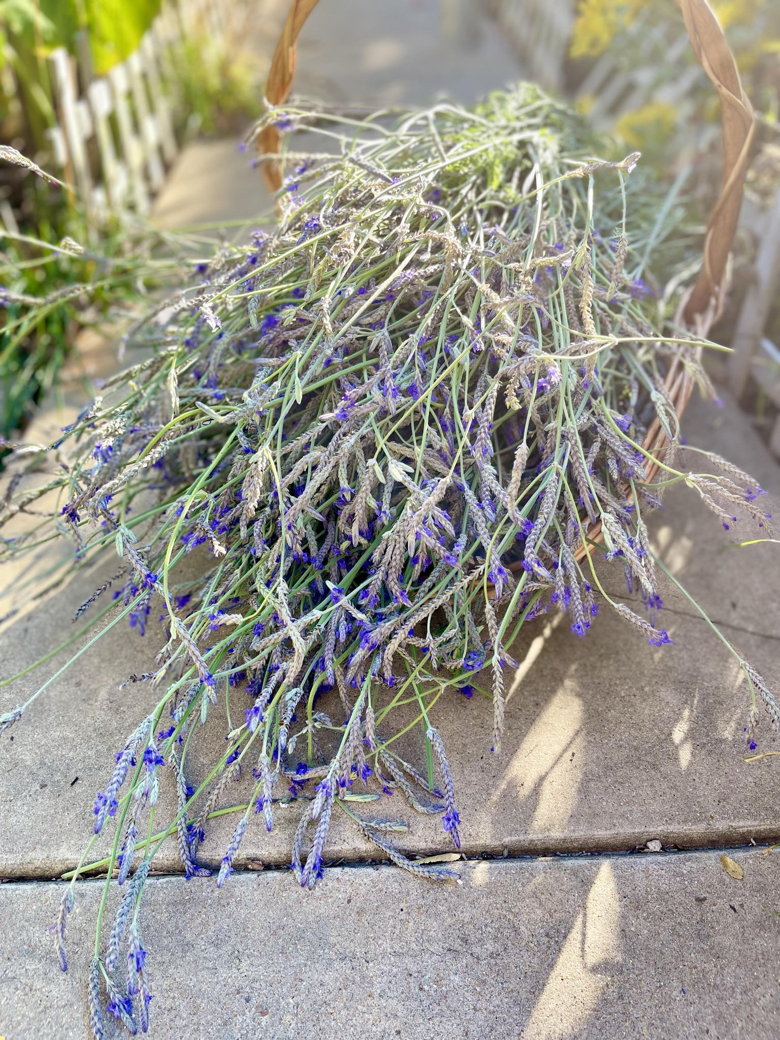 A wicker basket overflowing with freshly harvested lavender — bright sun, garden steps