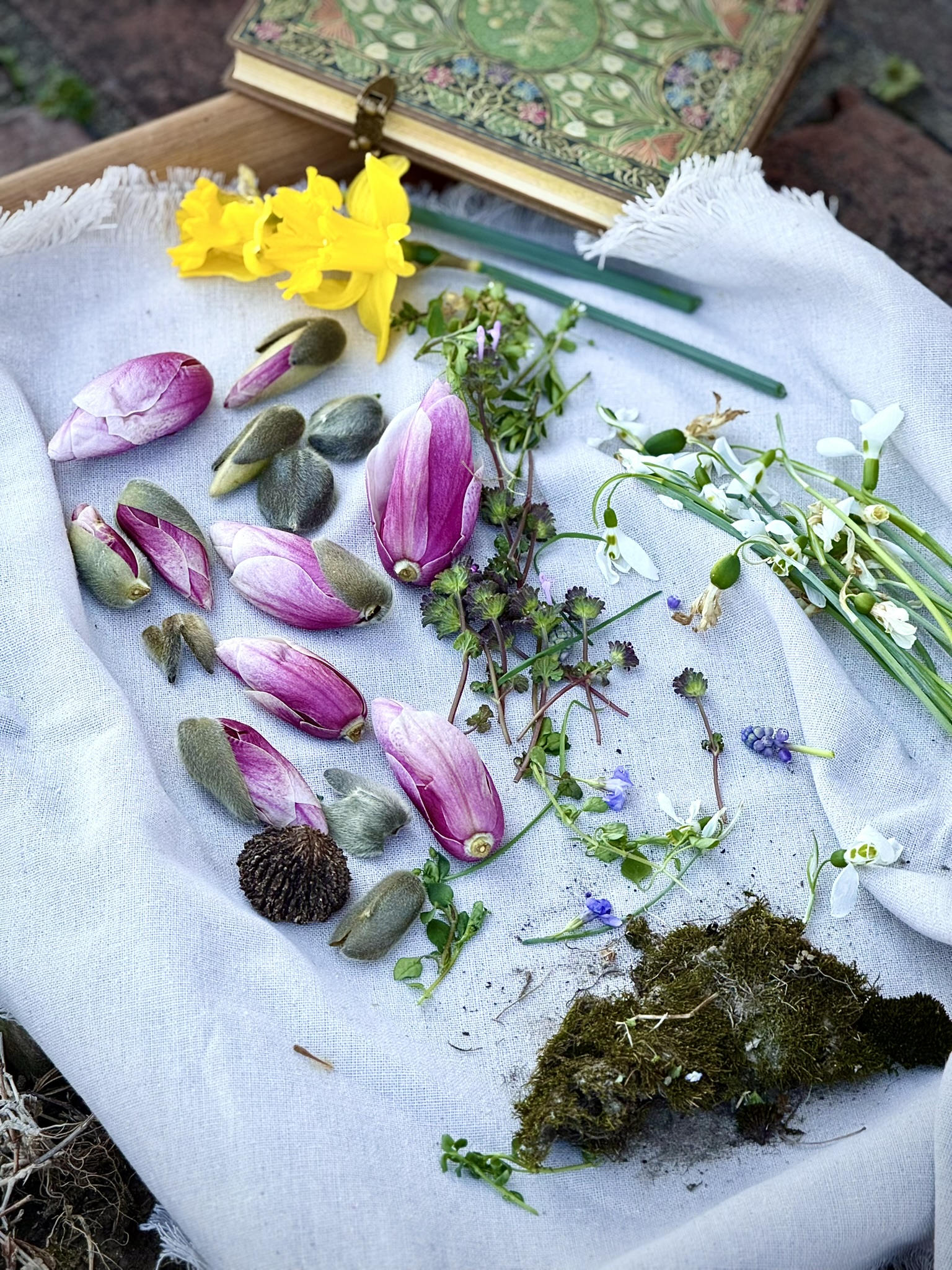 The gathering before transformation — magnolia buds, snowdrops, and moss arranged on linen, the first materials of the dye year laid out before the pot