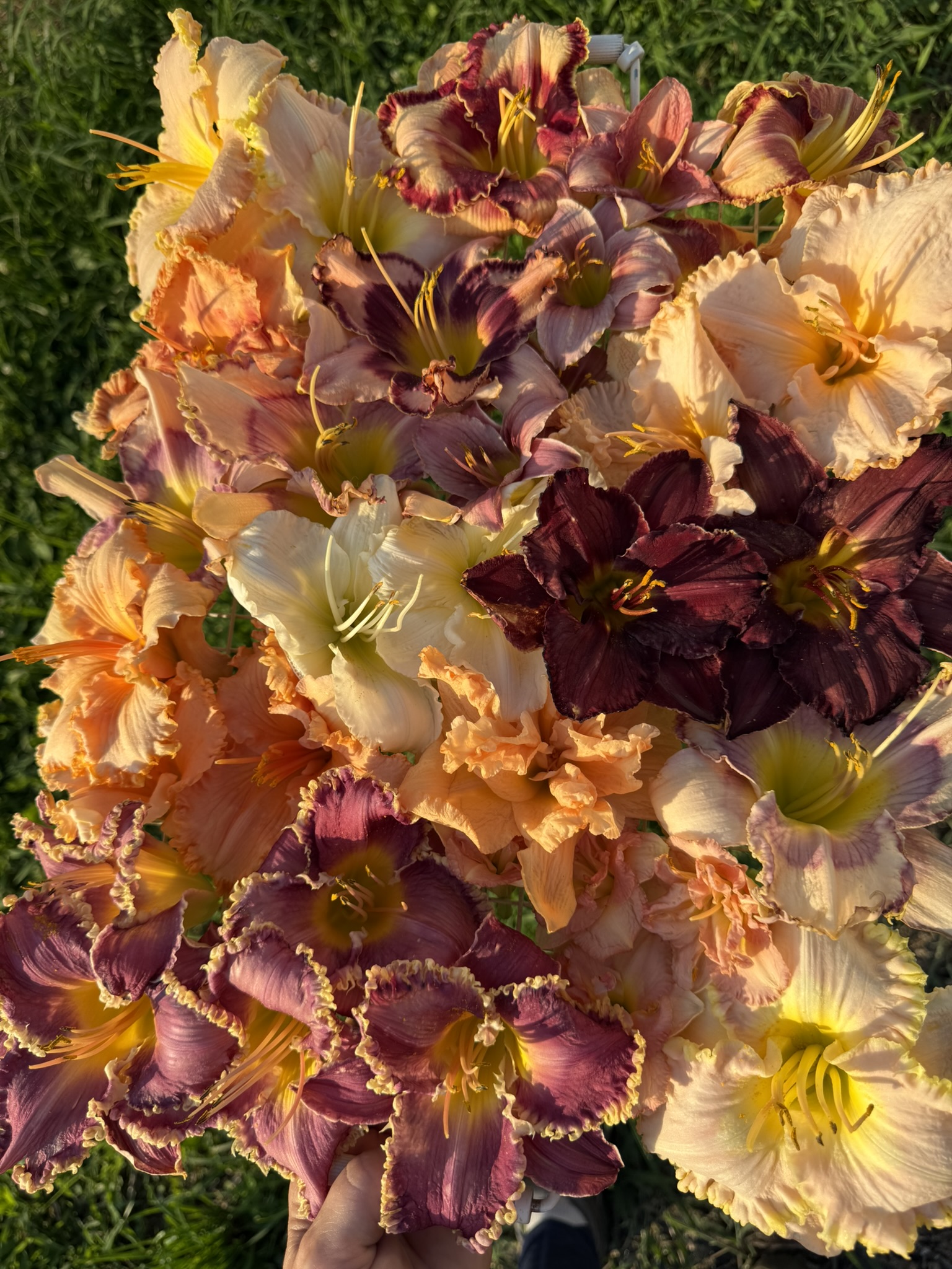 The full daylily company held up in summer light — peach, cream, burgundy, yellow