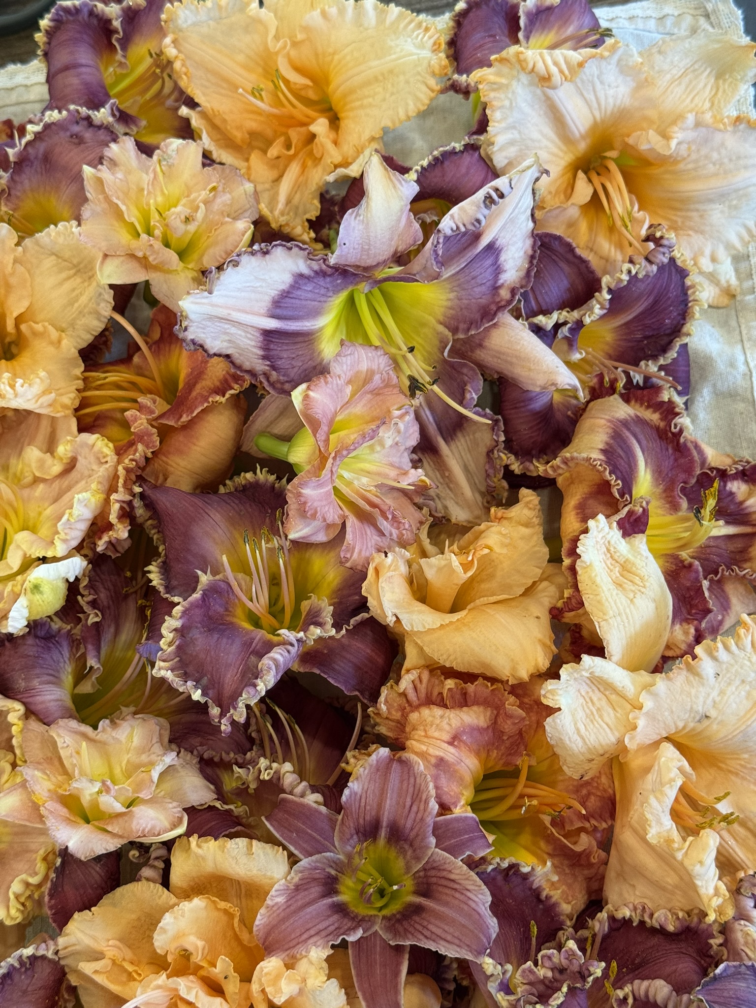 Daylilies scattered loose across white linen — peach and purple varieties