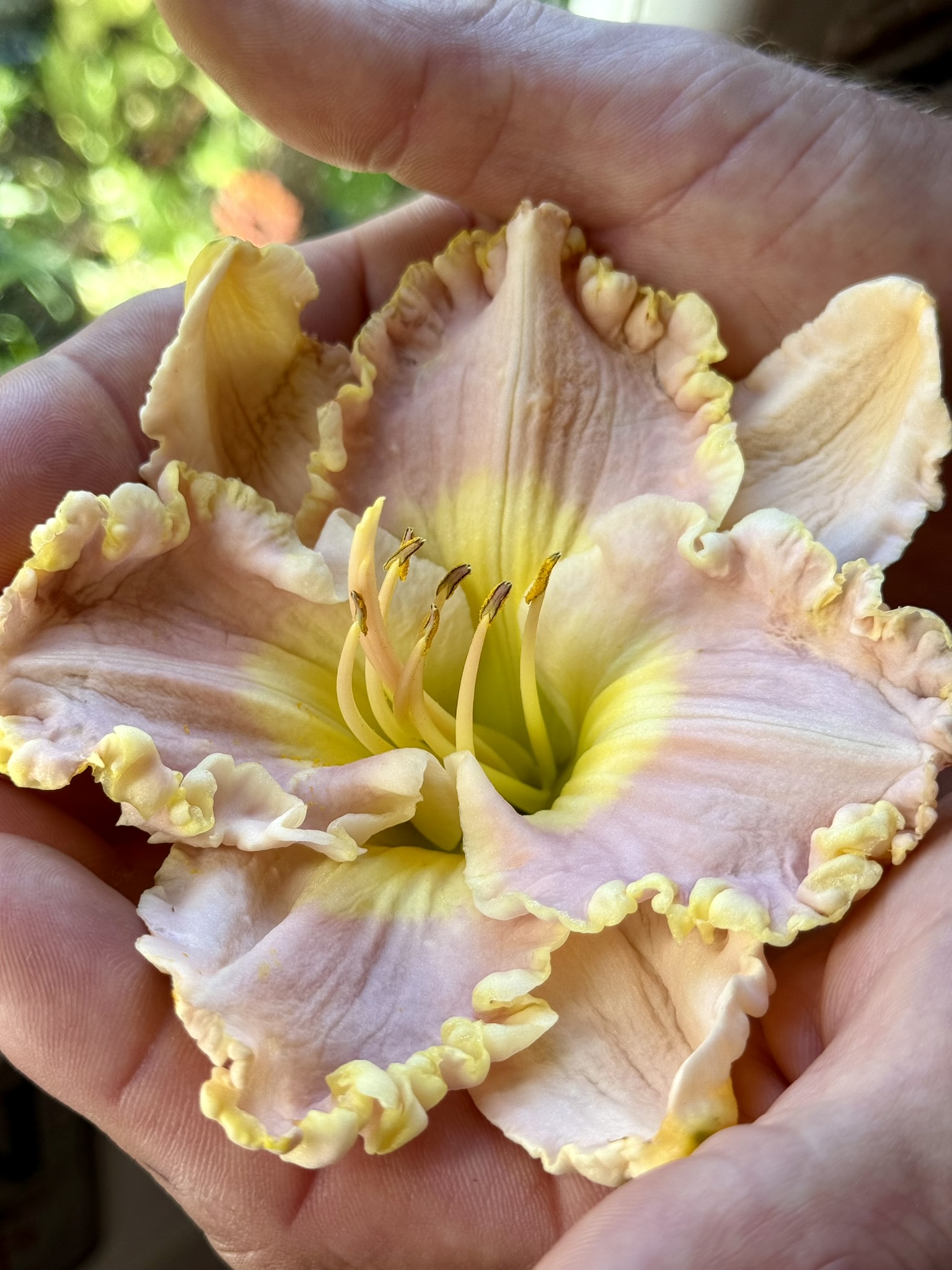Single cream and yellow daylily cradled in a hand