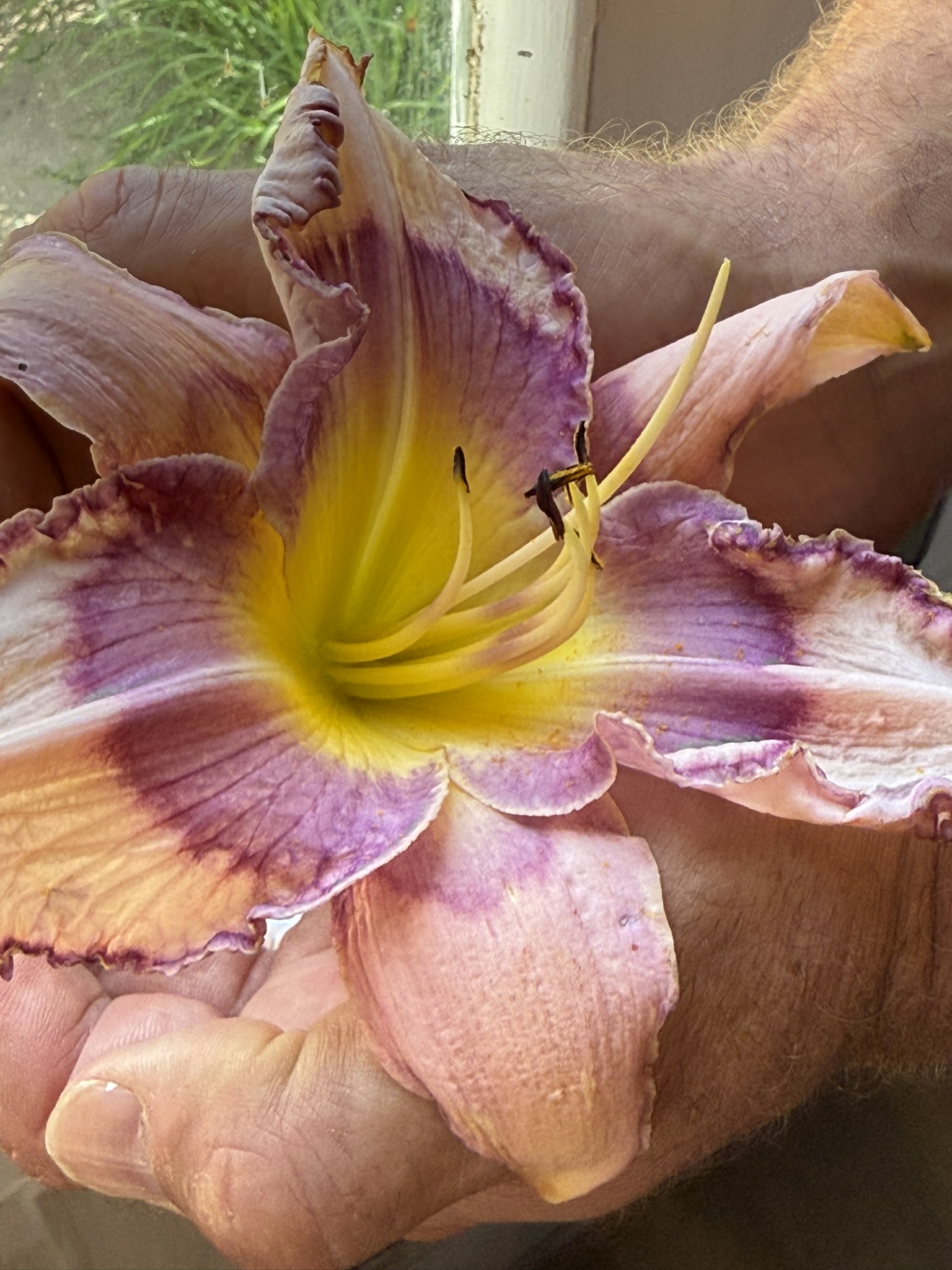 Lavender and purple daylily with yellow throat, held close