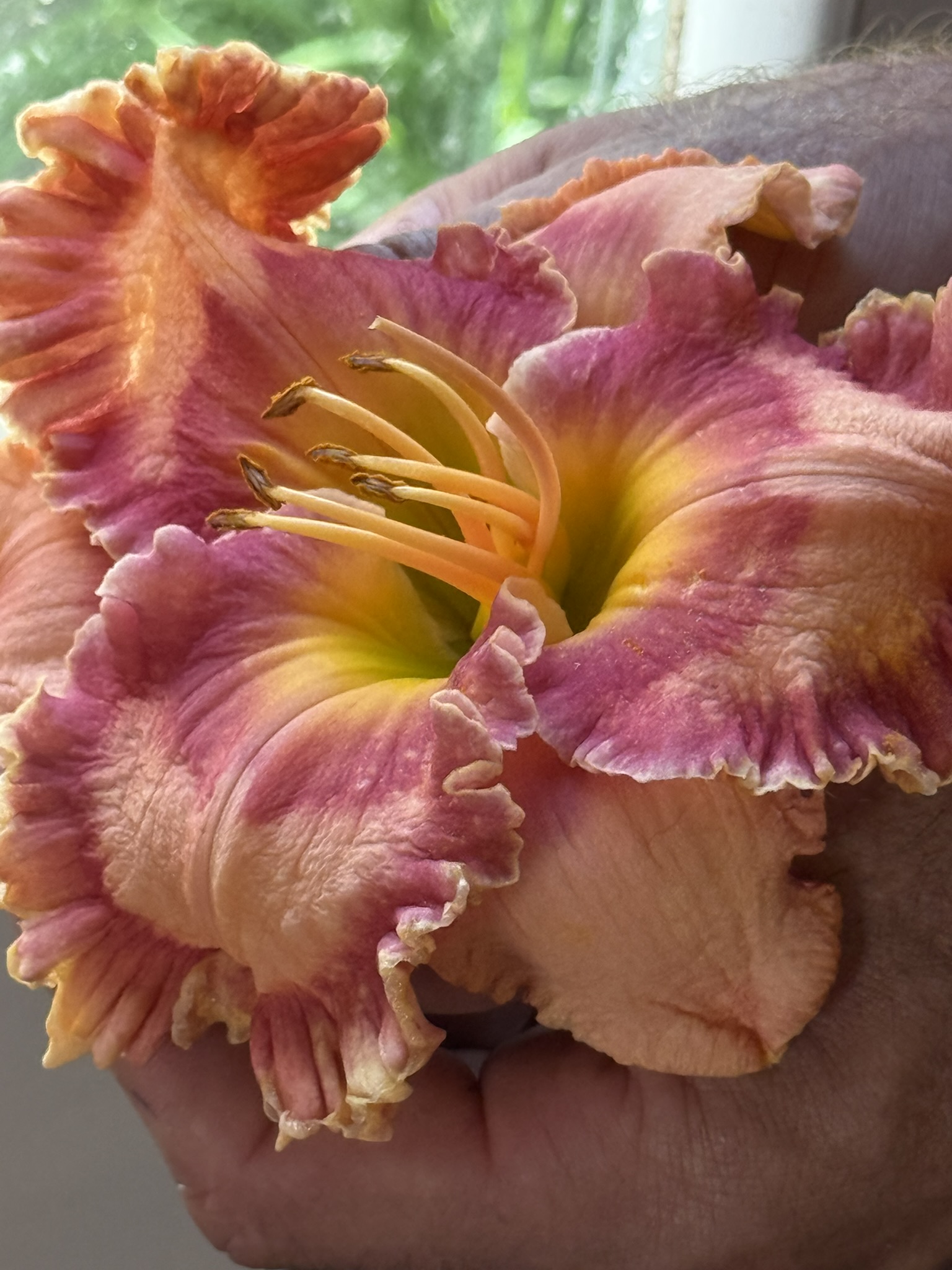 Rose-pink ruffled daylily close-up in hands at window light