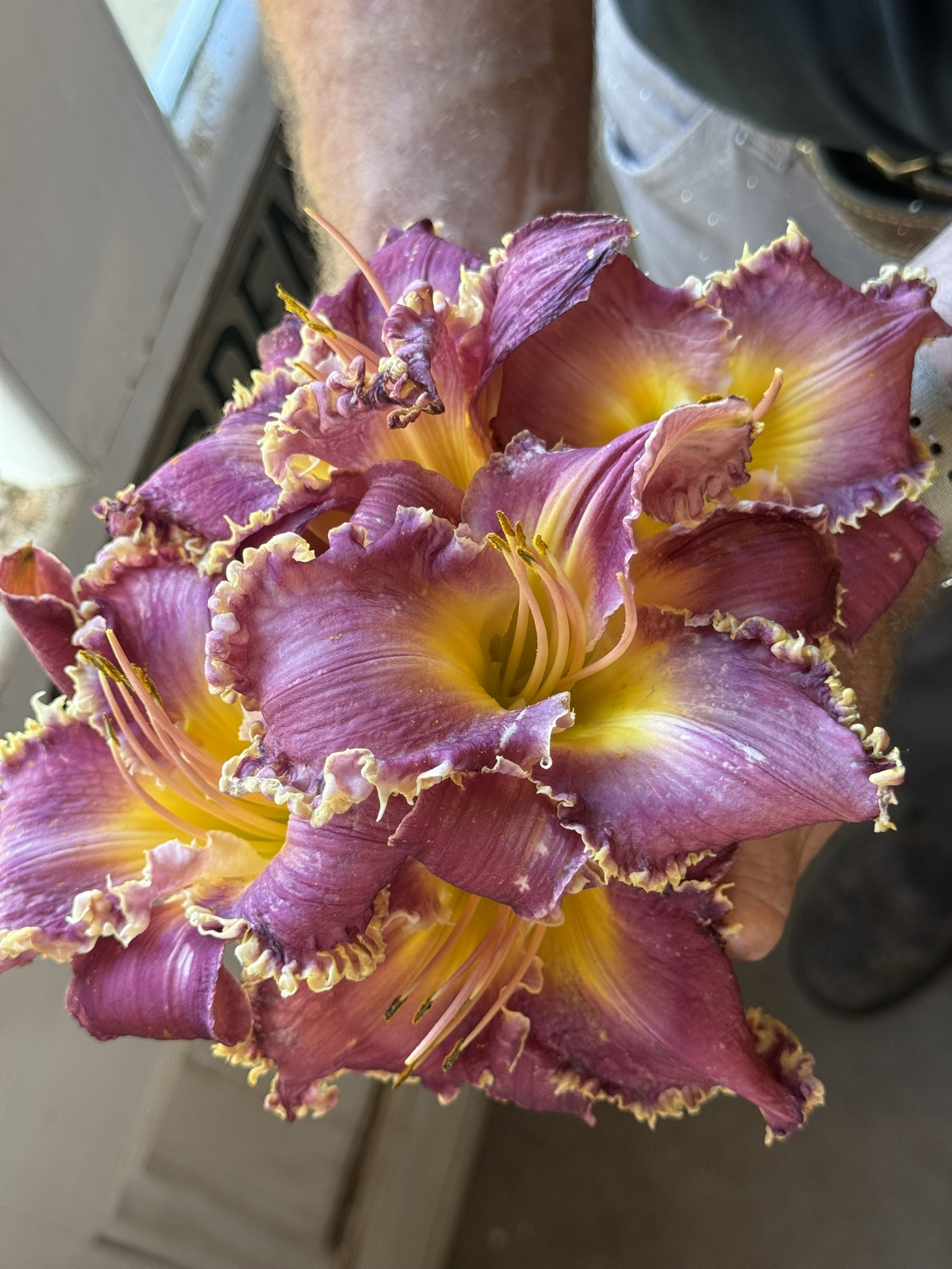 Deep violet daylily with gold center, held up in both hands