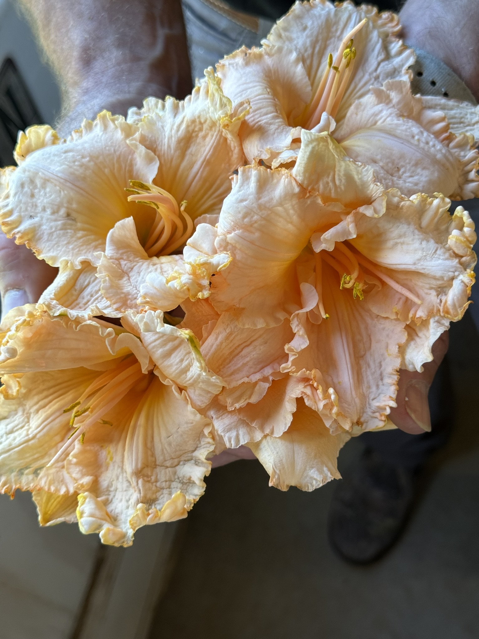Cluster of pale peach and cream ruffled daylilies in cupped hands