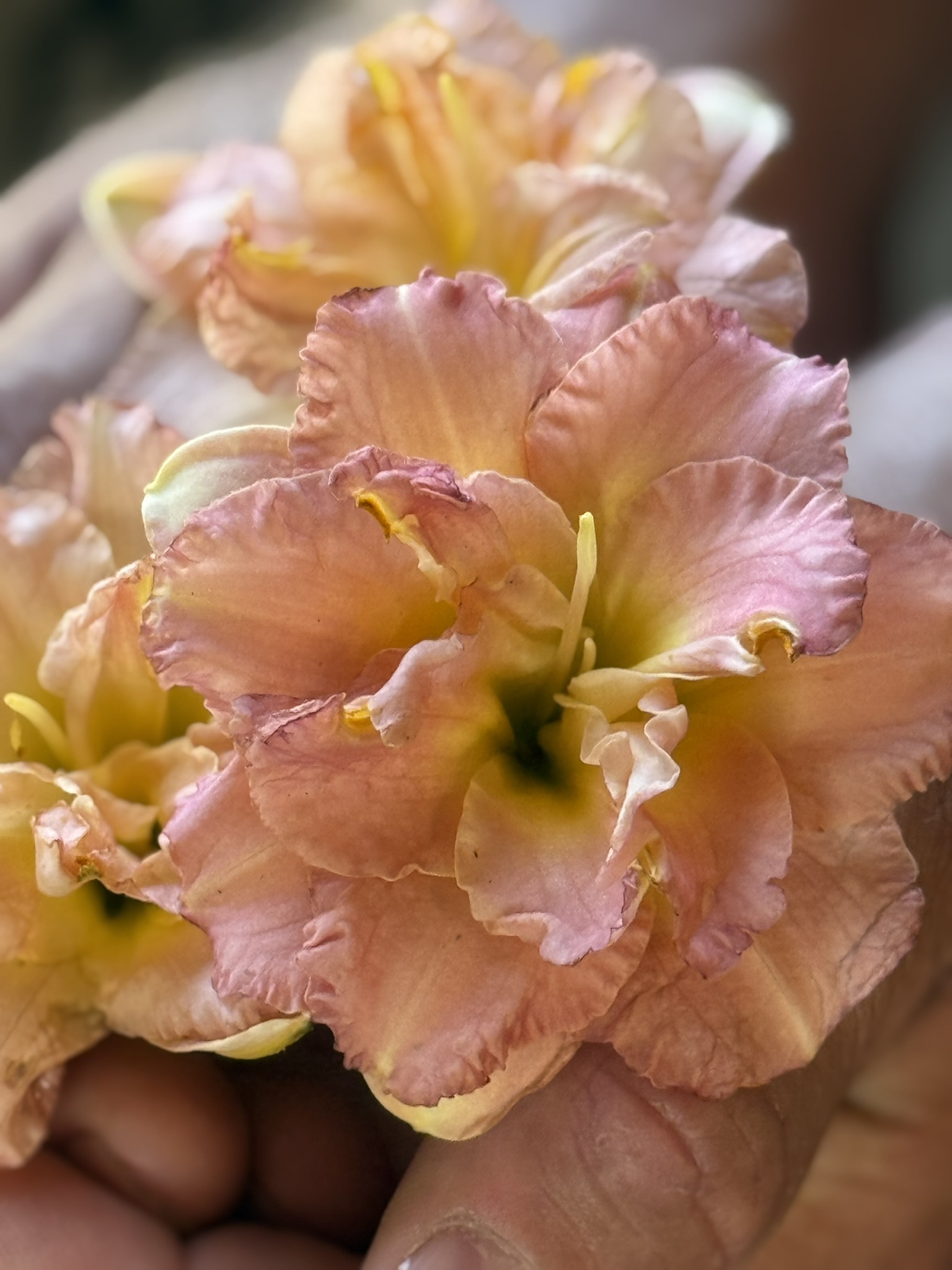 Peachy-pink double-form daylily in hands, incredibly lush