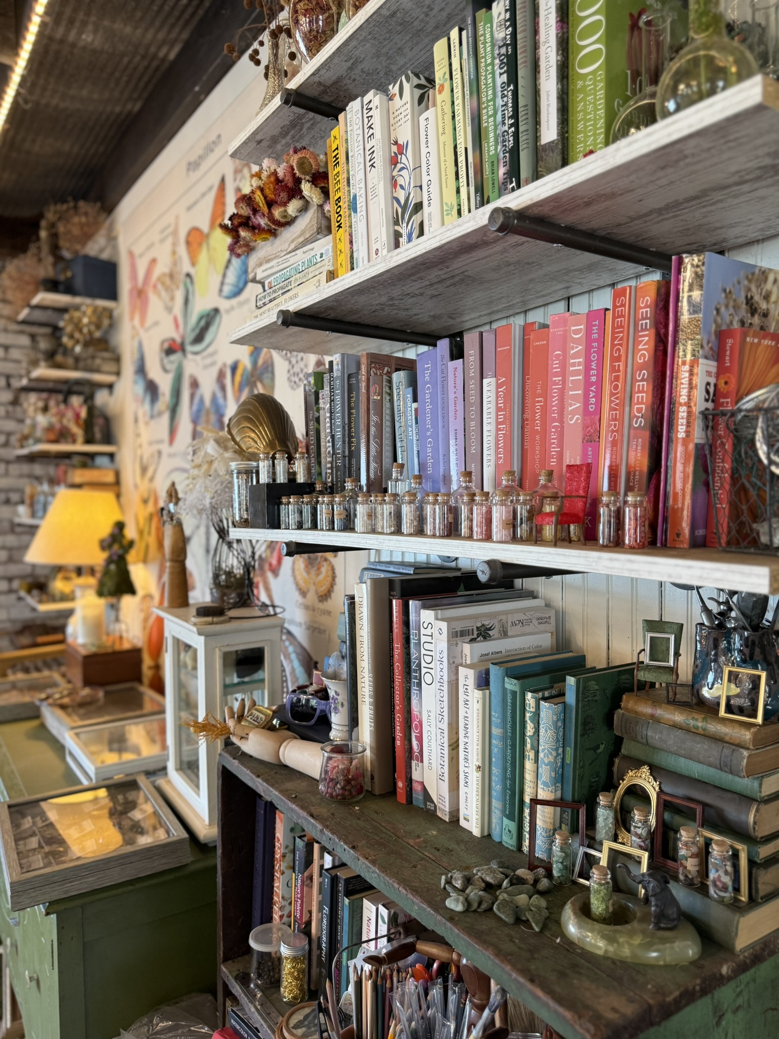 Luli's studio bookshelves — botanical books, seed vials, dried specimens and collected wonders