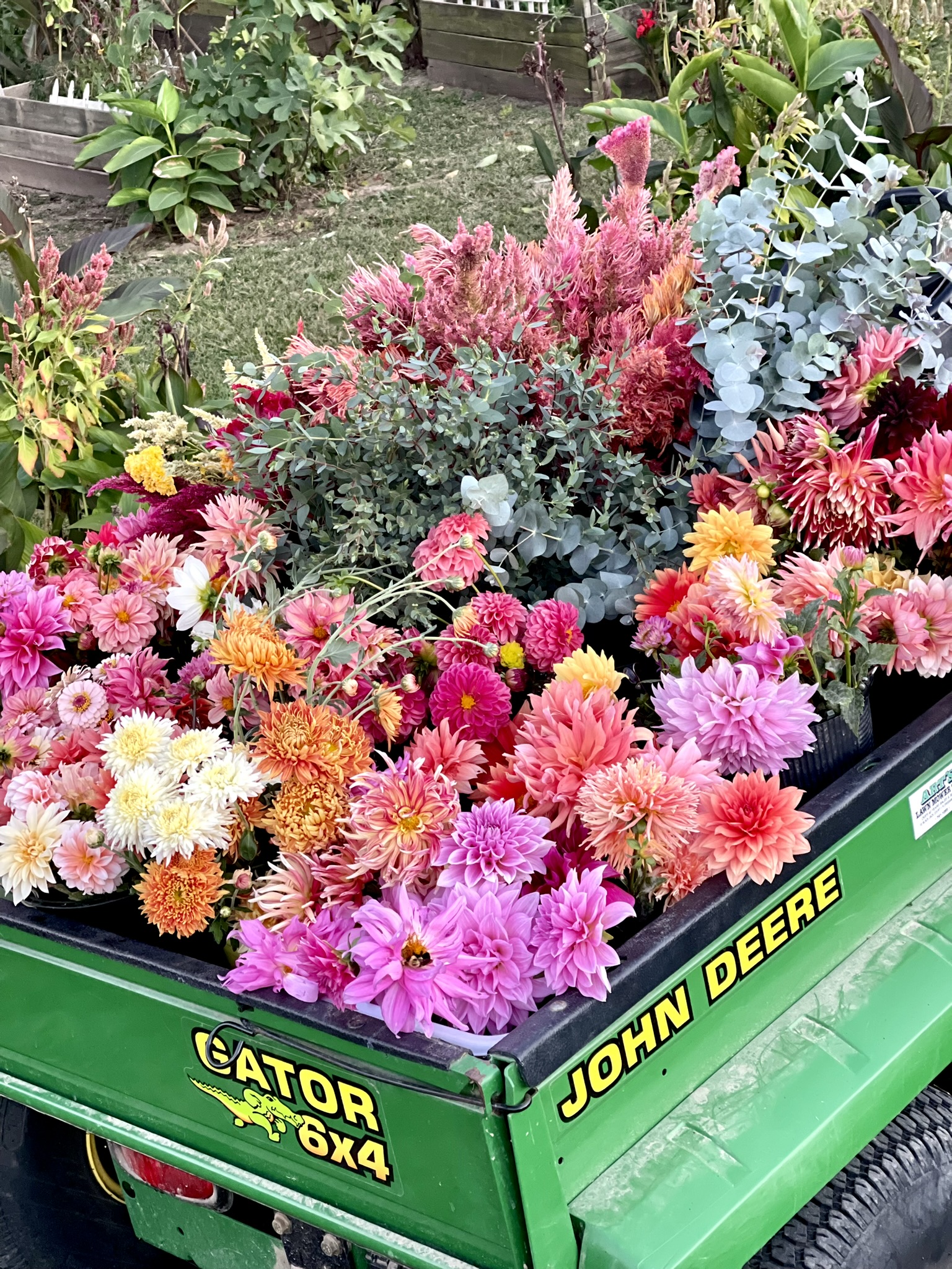 John Deere Gator loaded with buckets of dahlias, celosia and eucalyptus — the mobile studio