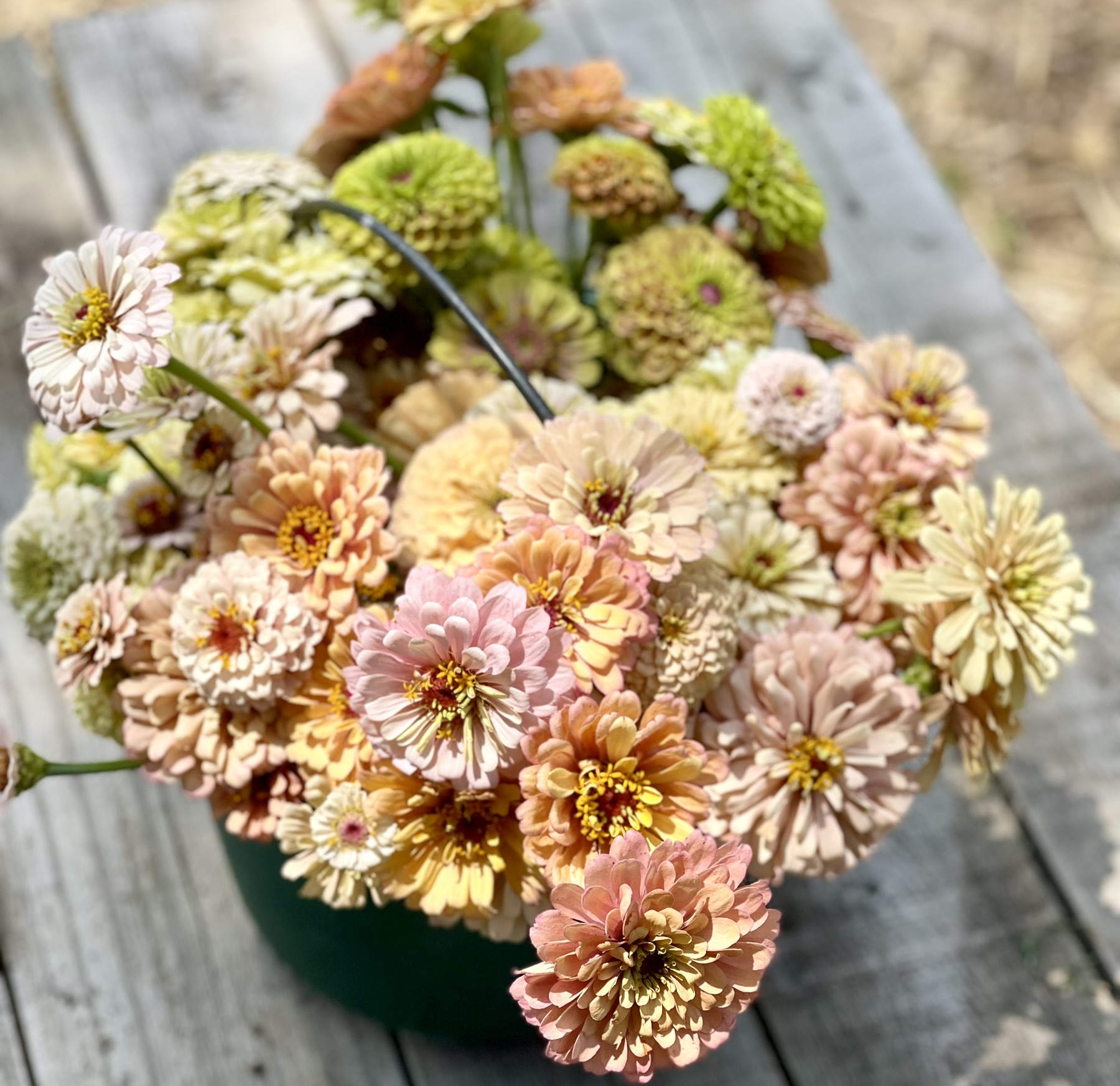 Overhead: bucket of blush, peach, cream and green button zinnias on a weathered wooden surface — the harvest