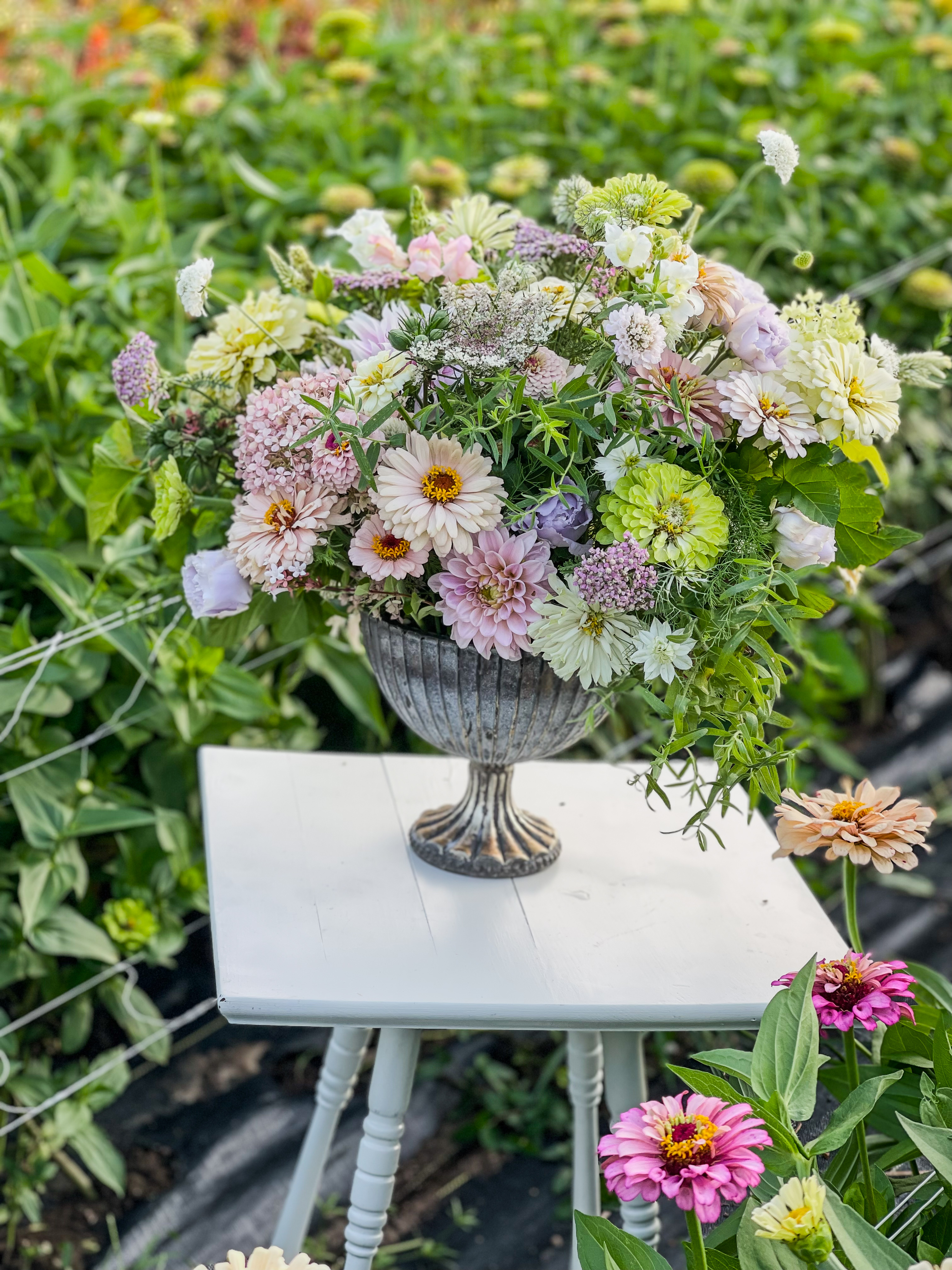 Finished arrangement: blush, lavender, white and green zinnias in a fluted zinc urn on a white stool in front of the zinnia field
