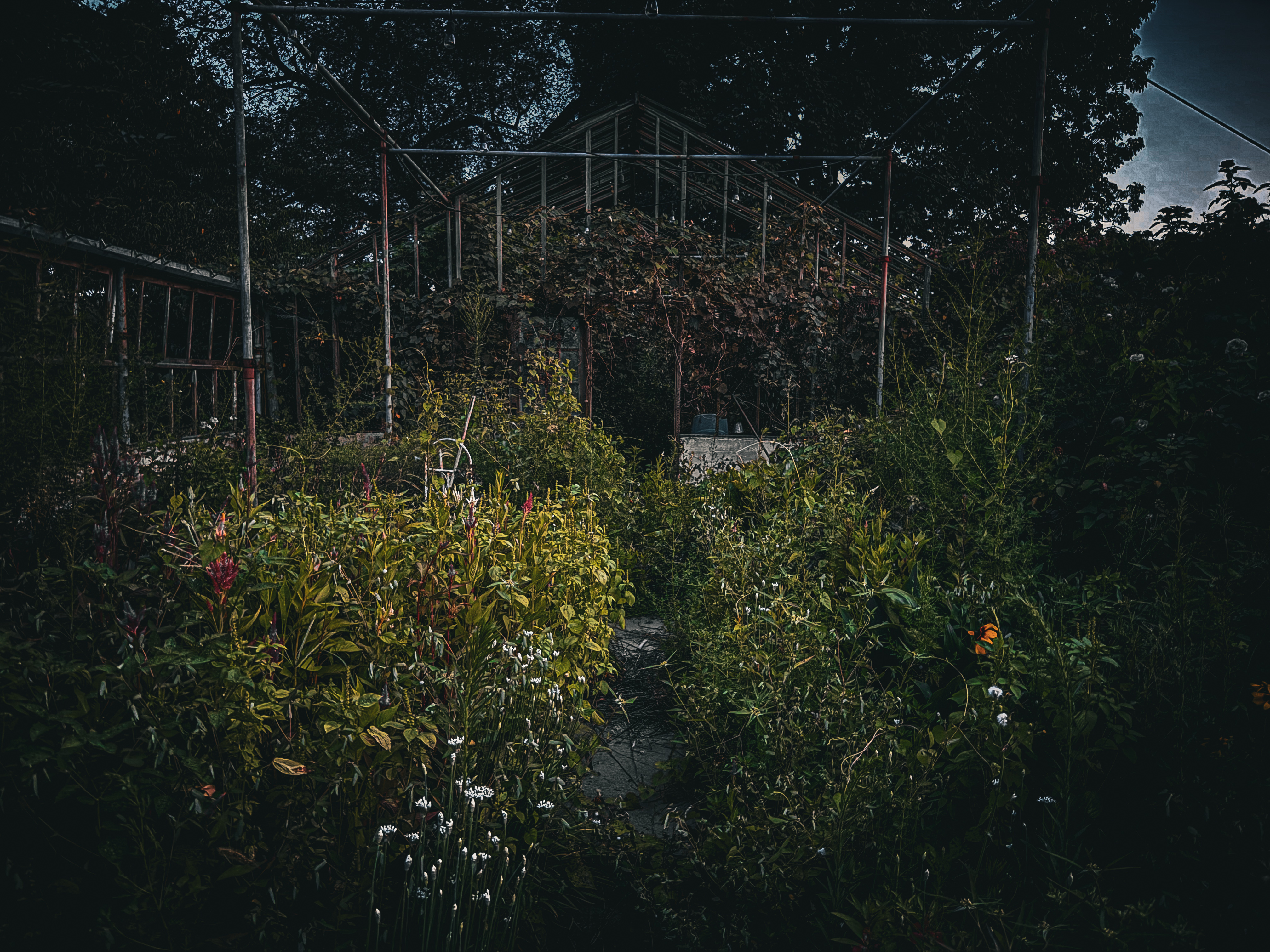 The entrance to the berry room at dusk — daisies left, crimson roses right, grapevines completely covering the iron frame overhead, string lights through the vines, darkness inside