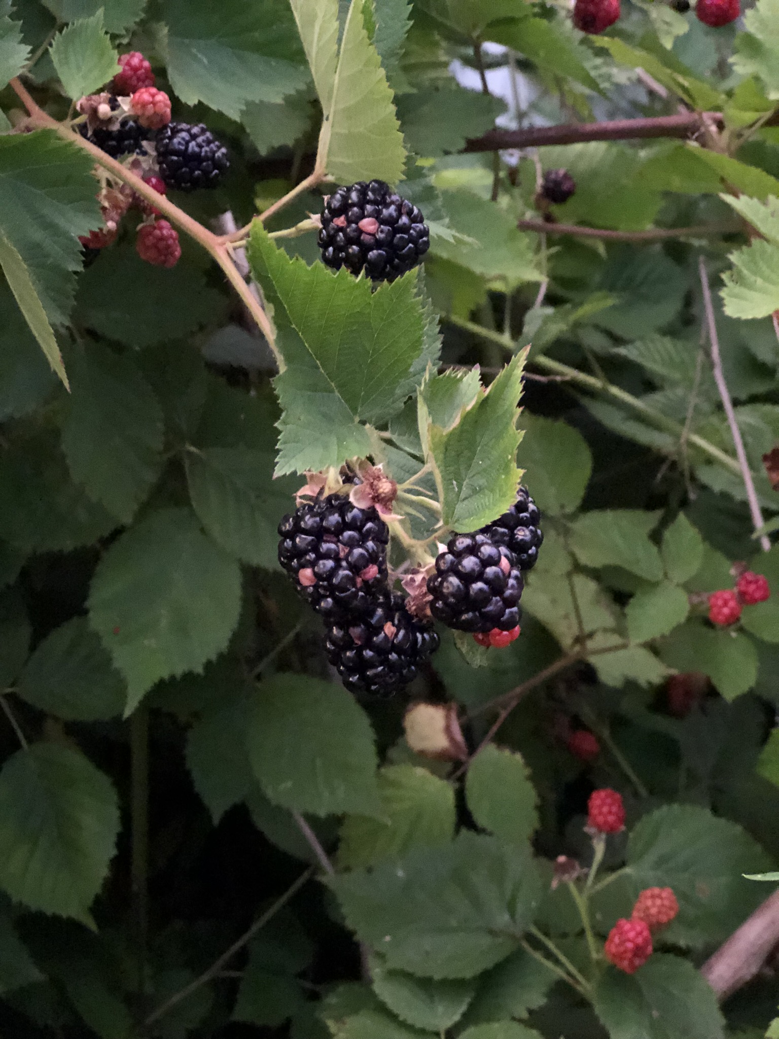 Blackberries growing wild on the farm