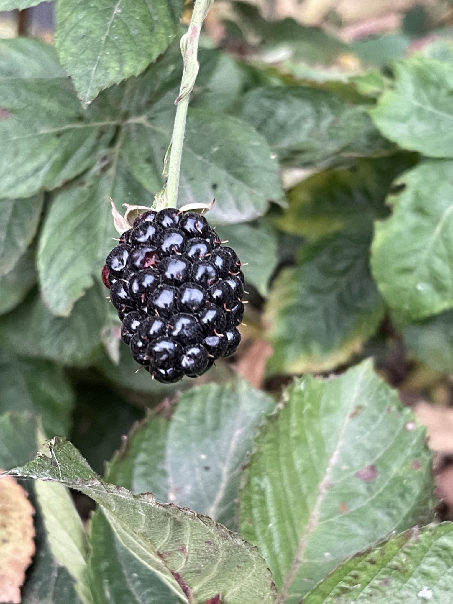 A blackberry at peak ripeness