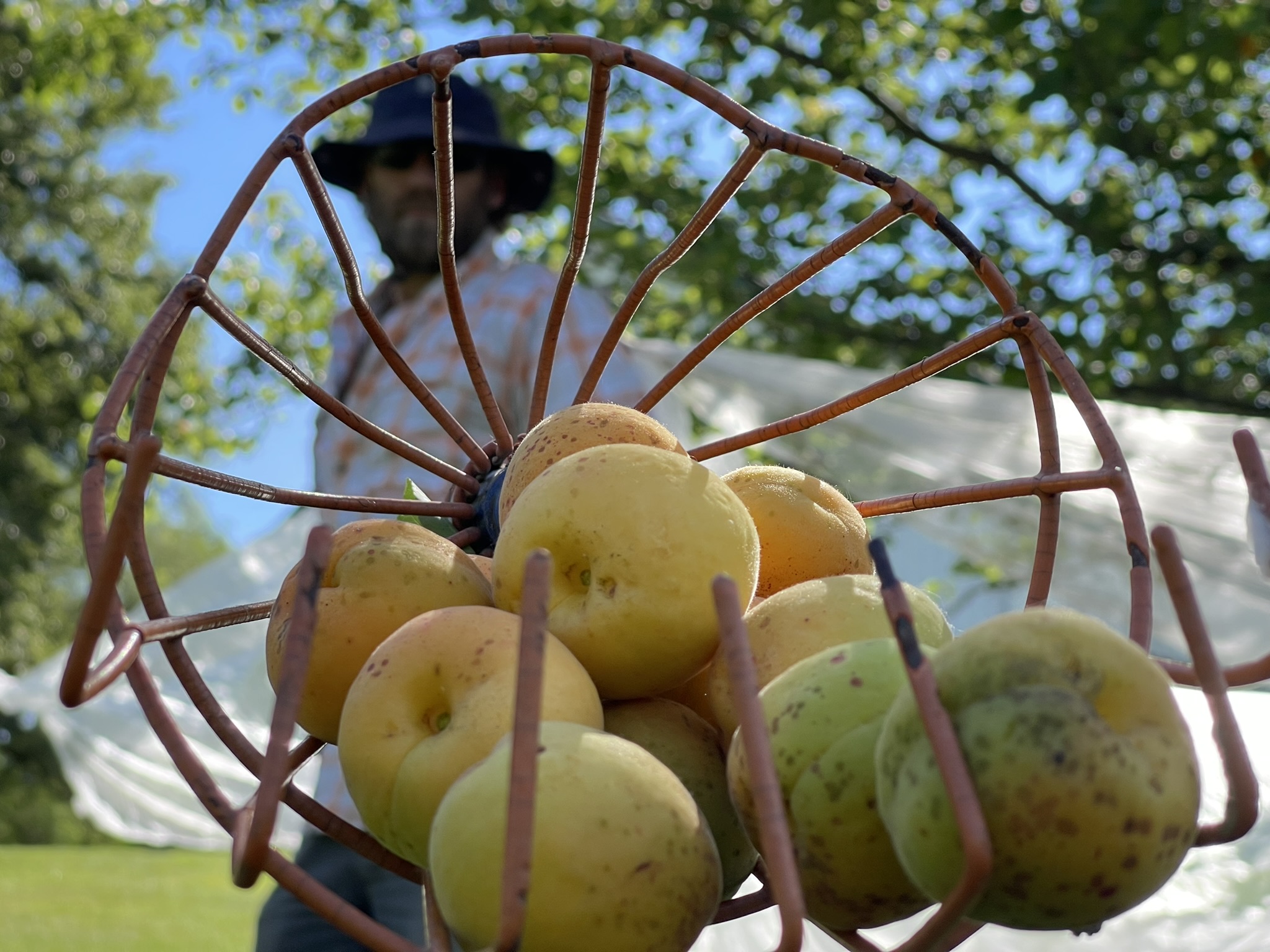 Apricot harvest at Kuhs Farm