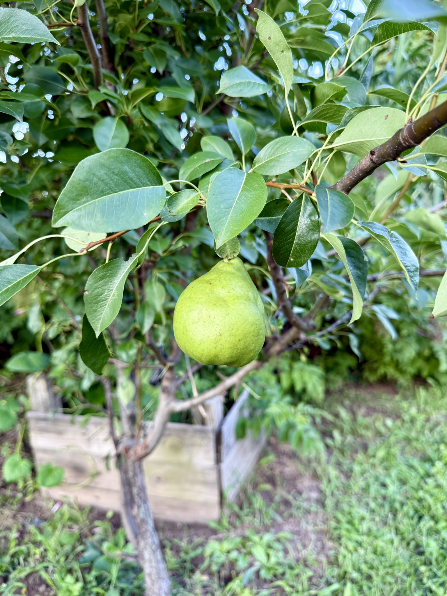 Pear tree on the farm