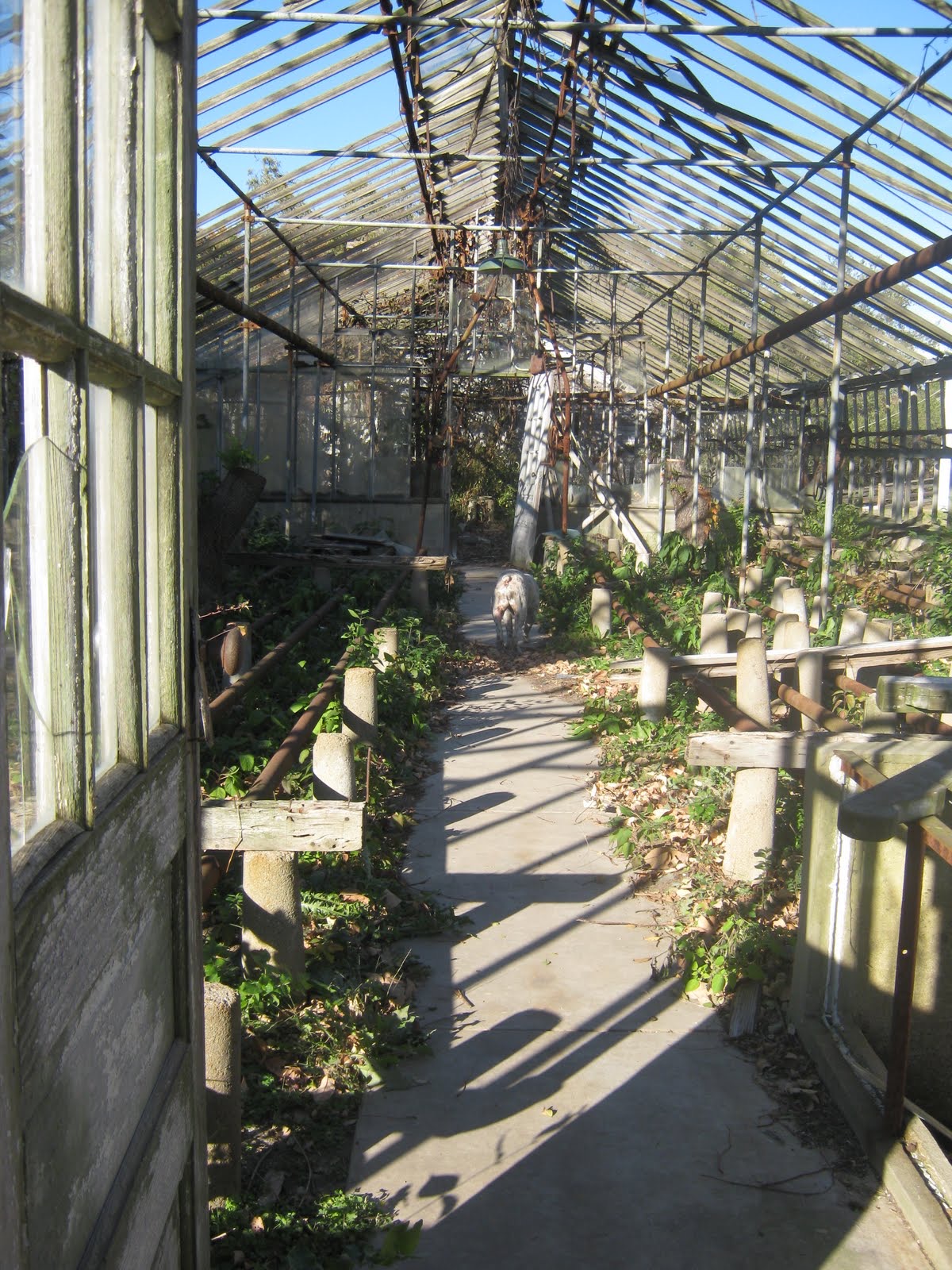 The greenhouse in abandonment — broken glass, weeds, trees where the benches had been