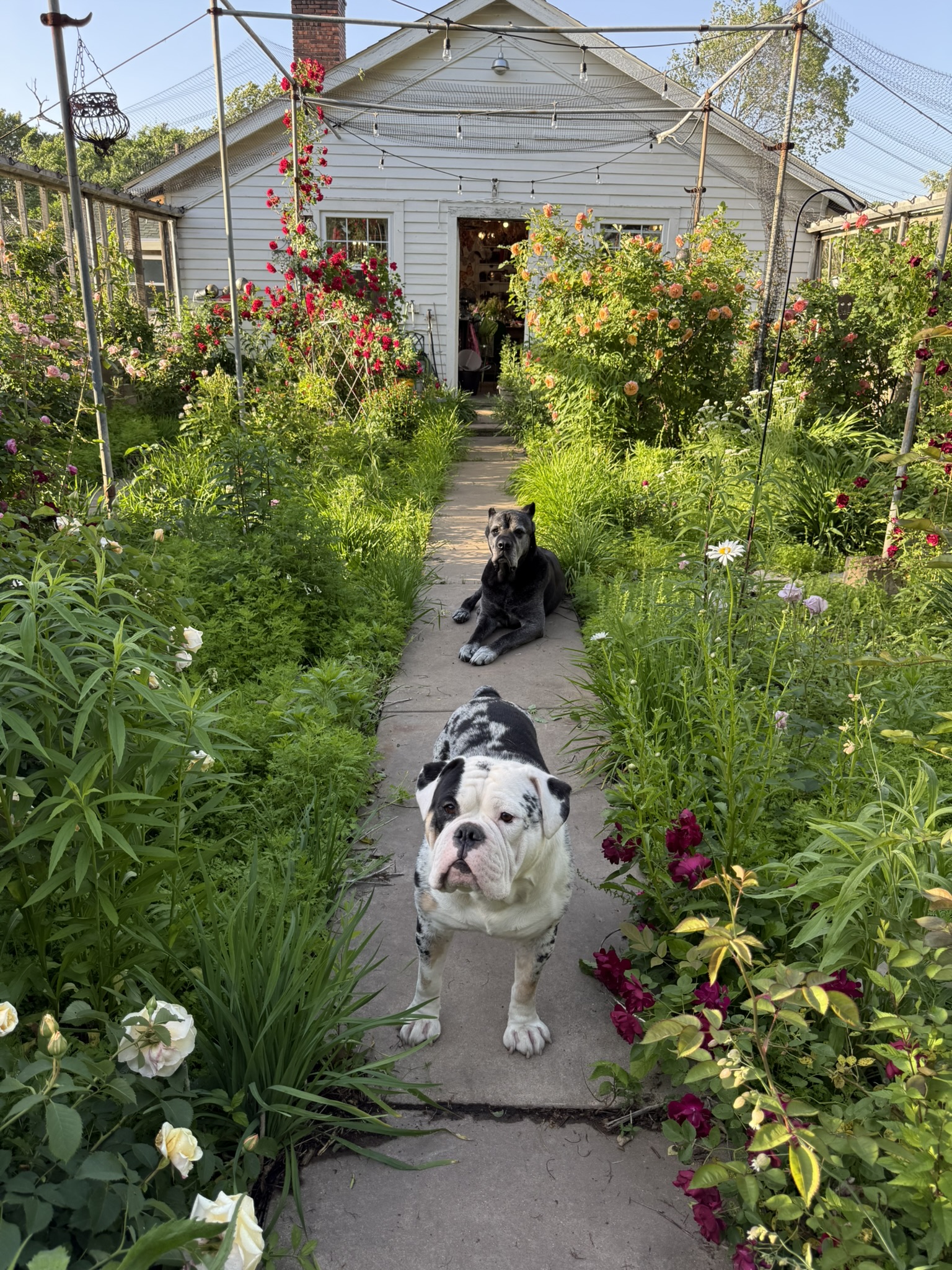 Two dogs resting in the rose garden path at golden hour — climbing roses on both sides, light filtering through