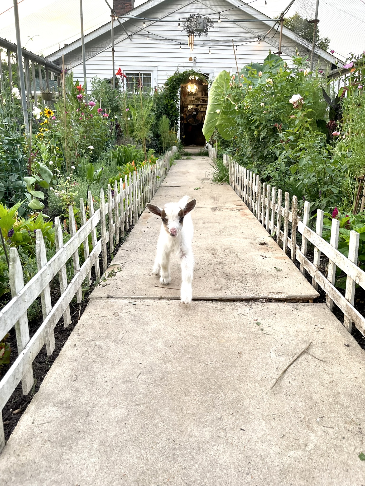 A baby goat at full sprint down the greenhouse path — plants towering on both sides, the sage green door glowing at the far end