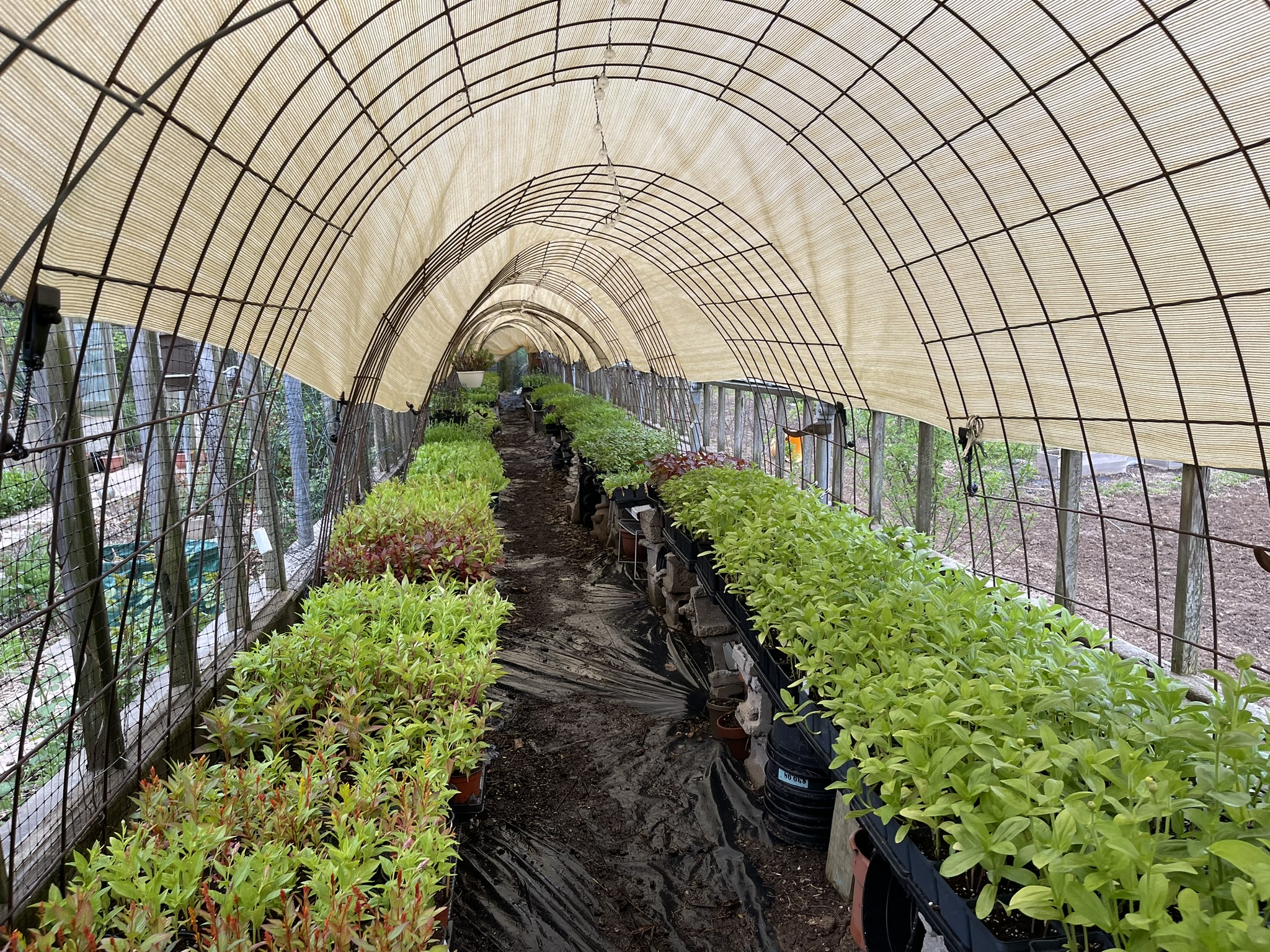 The propagation hoop house — hundreds of seedlings under shade cloth, row on row. This is where every variety begins.