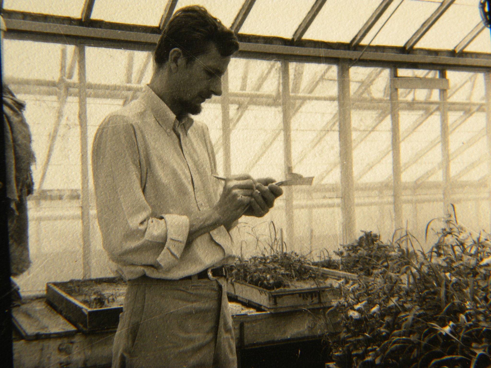 A man at the growing benches — the greenhouse fully glazed above, examining a seedling in his hands