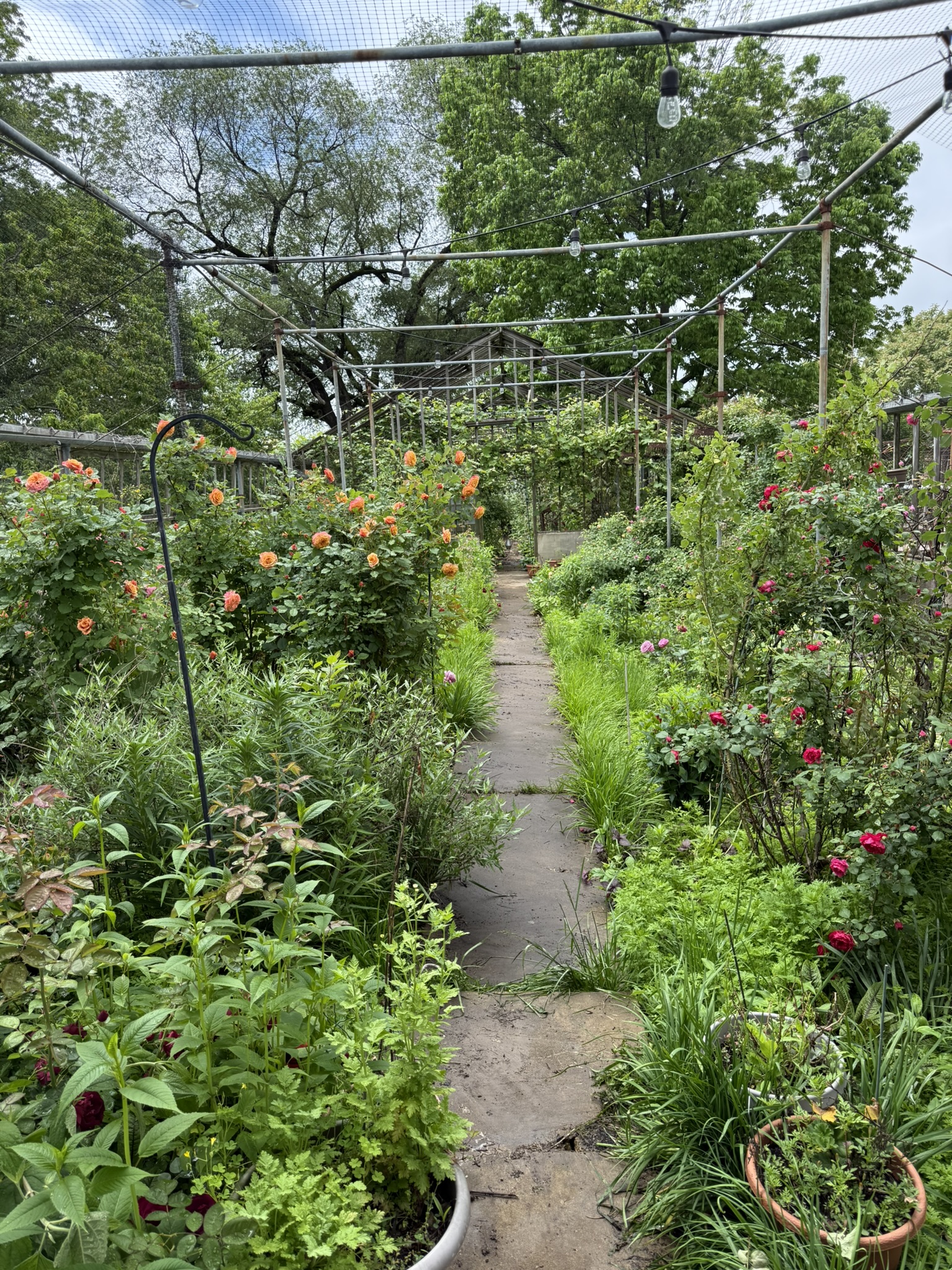 Inside the greenhouse now — pink dahlias along the path, roses climbing, string lights overhead