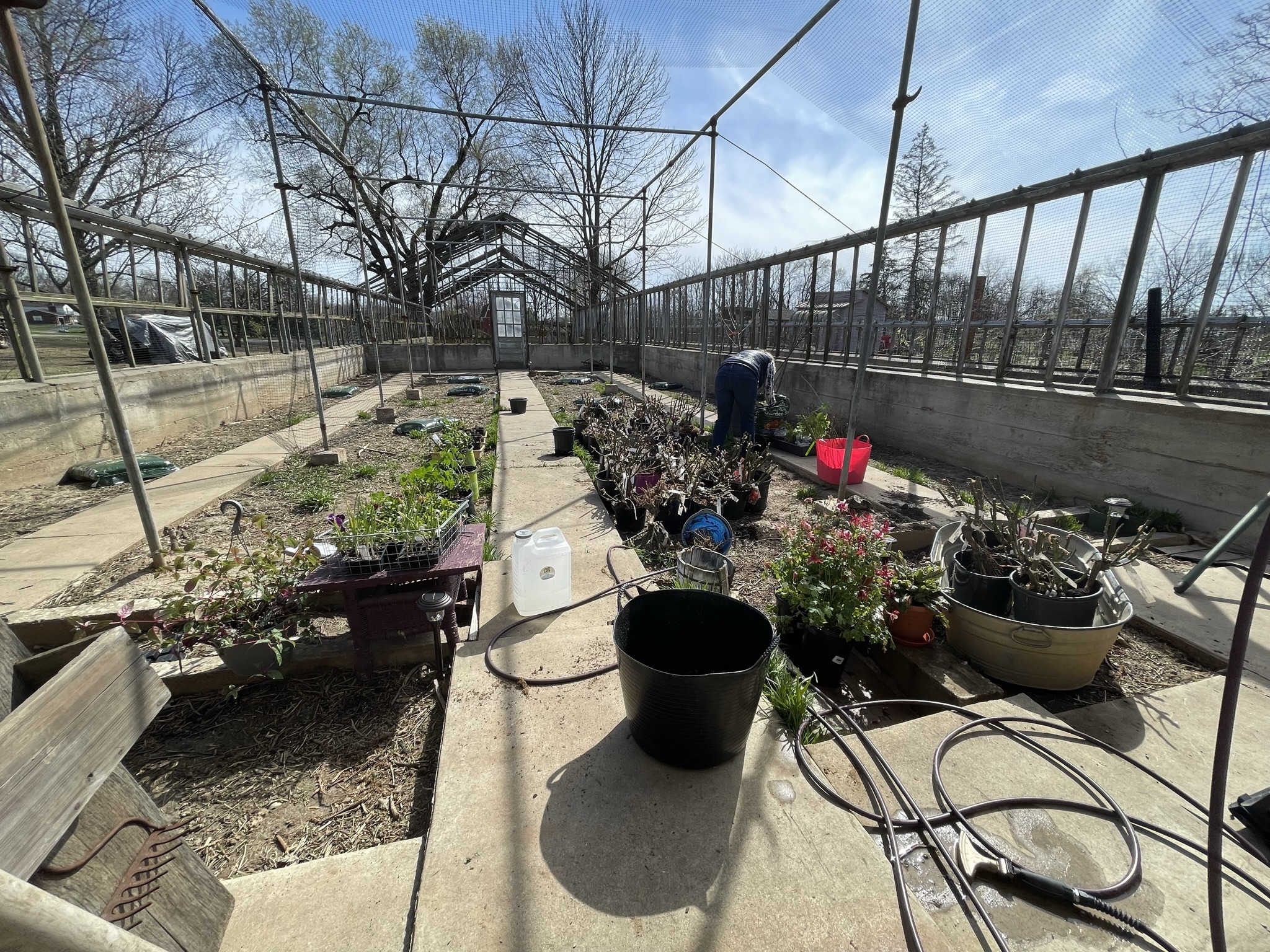 Active planting — buckets, hoses, someone bent over the beds. The greenhouse alive and working.