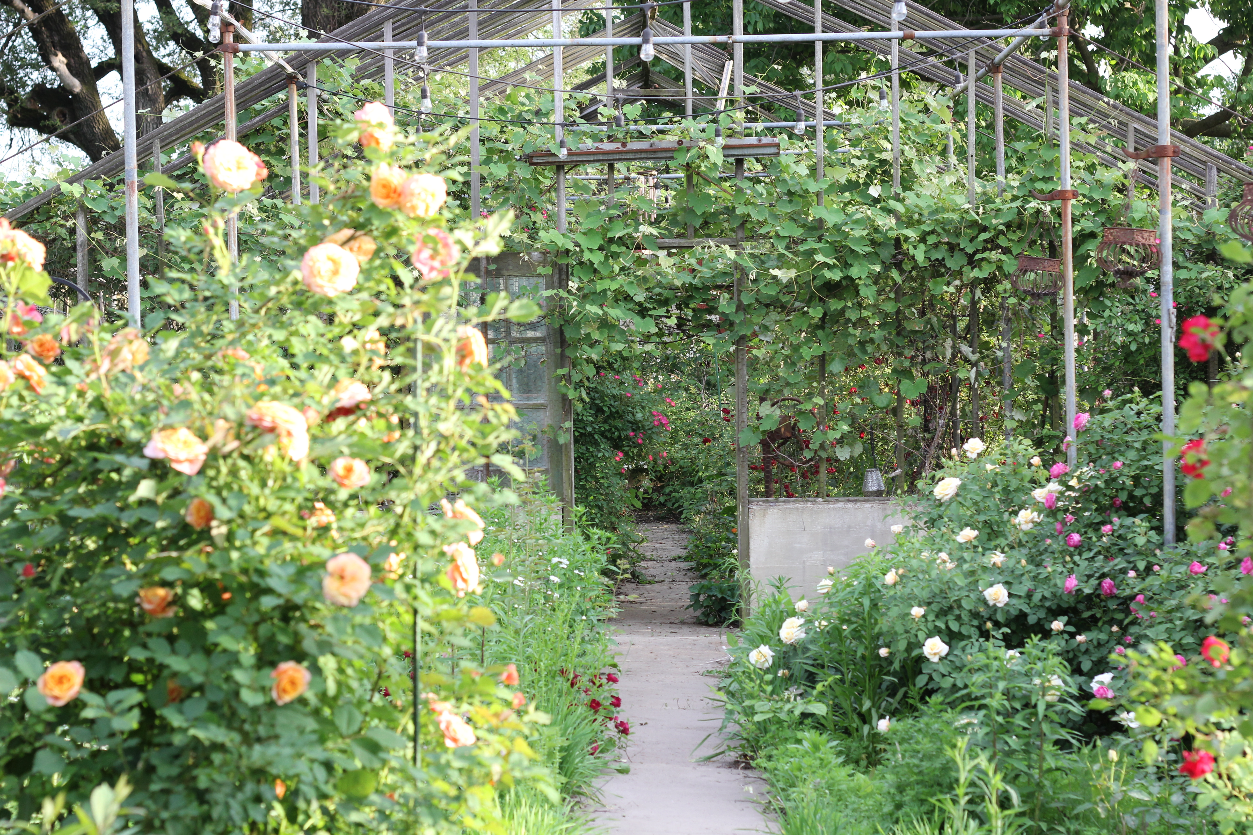 Looking from the Rose Room toward the berry room entrance — grapevines completely covering the iron frame overhead, orange and cream roses on both sides of the path