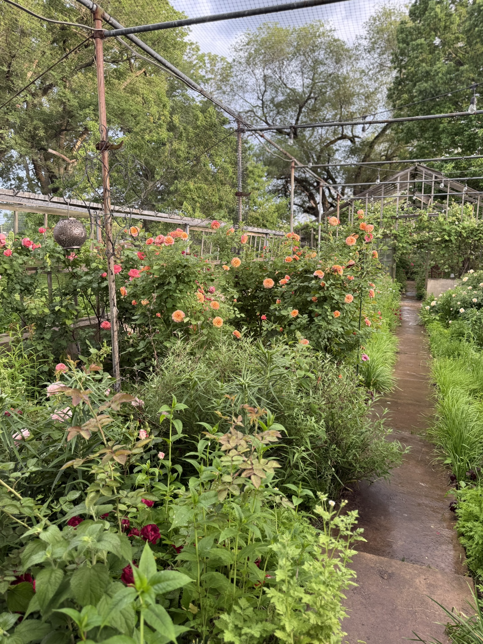The rose garden path after rain — orange and apricot English roses along the iron framework, deep crimson behind