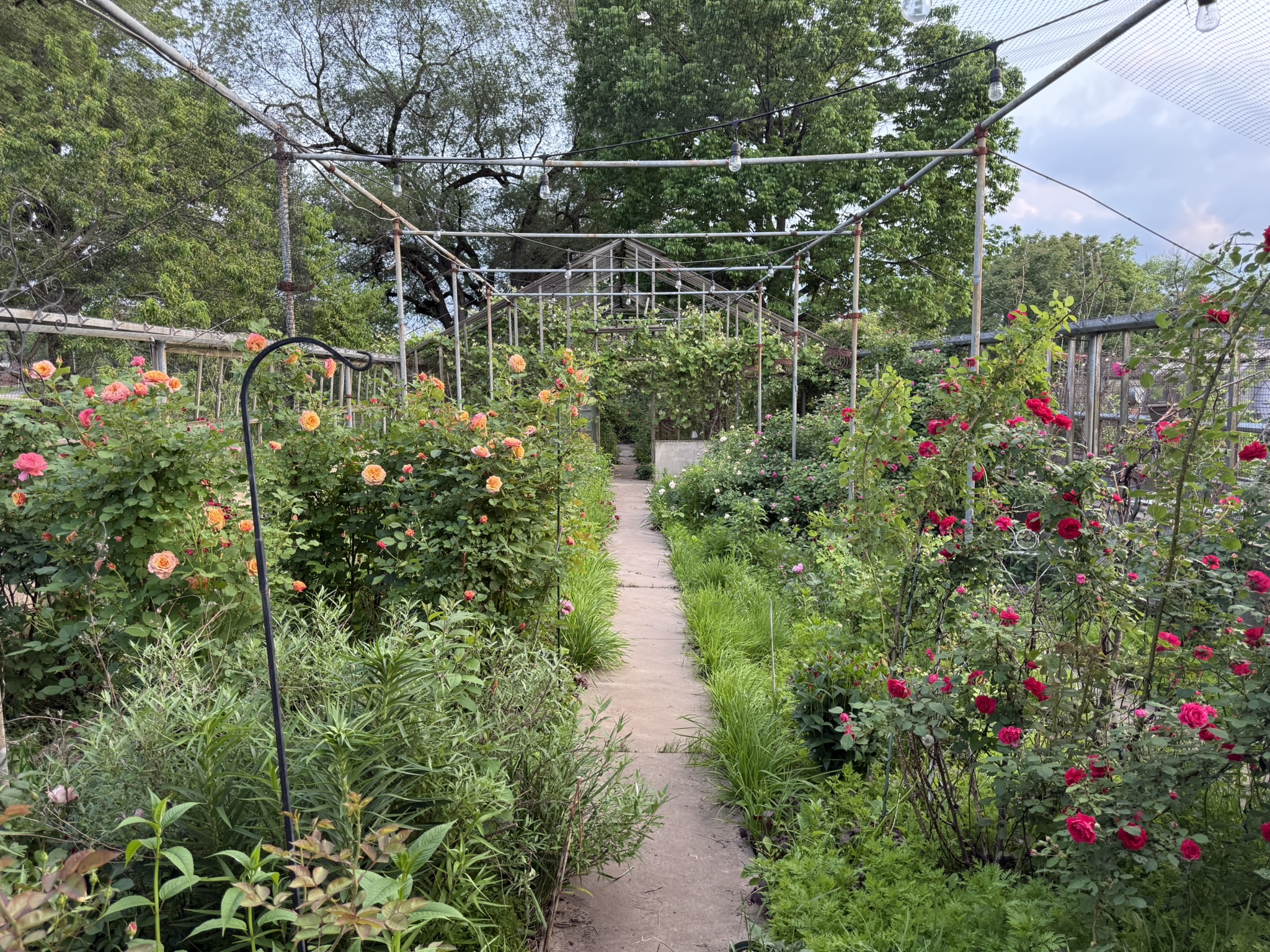 The Rose Room path — orange and apricot scent roses left, deep crimson right, looking toward the greenhouse structure