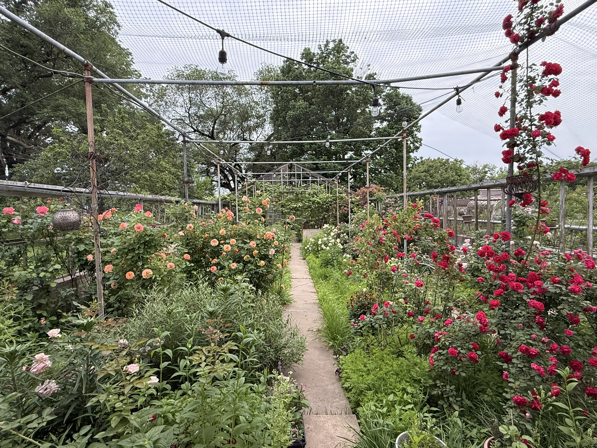 The Rose Room at full bloom — orange and apricot English roses left, deep crimson right, bird netting and string lights overhead, the full length of the garden open to sky