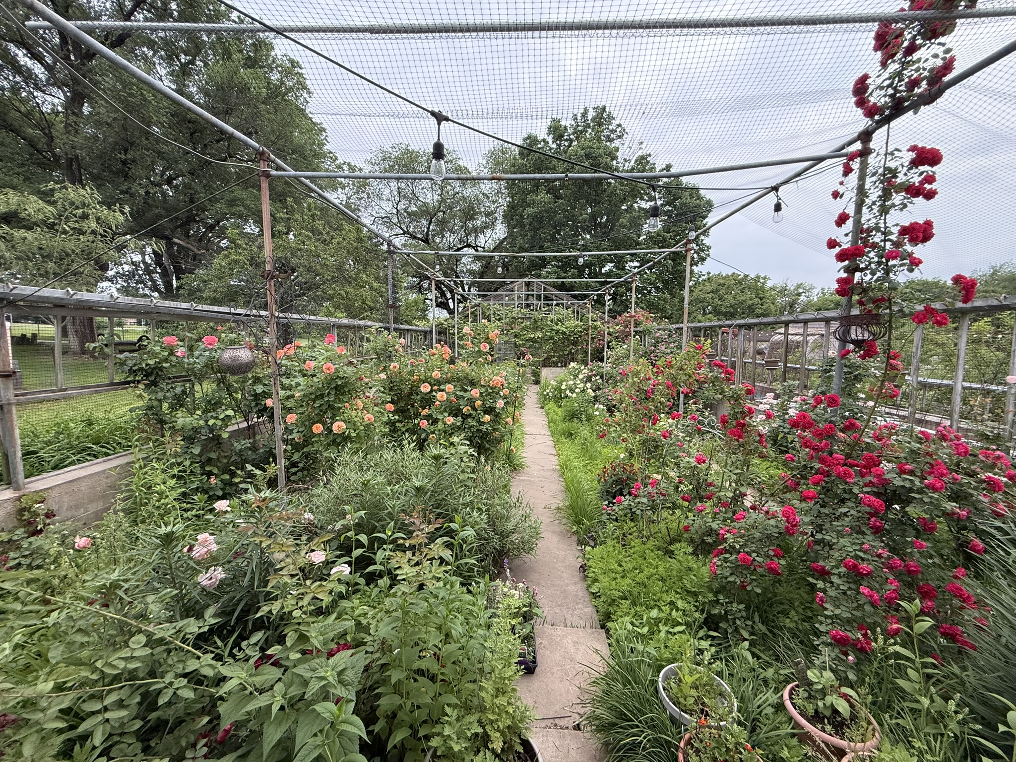 Wide view of the outdoor rose garden — roses climbing the iron frame structure, string lights crossing overhead, open sky above