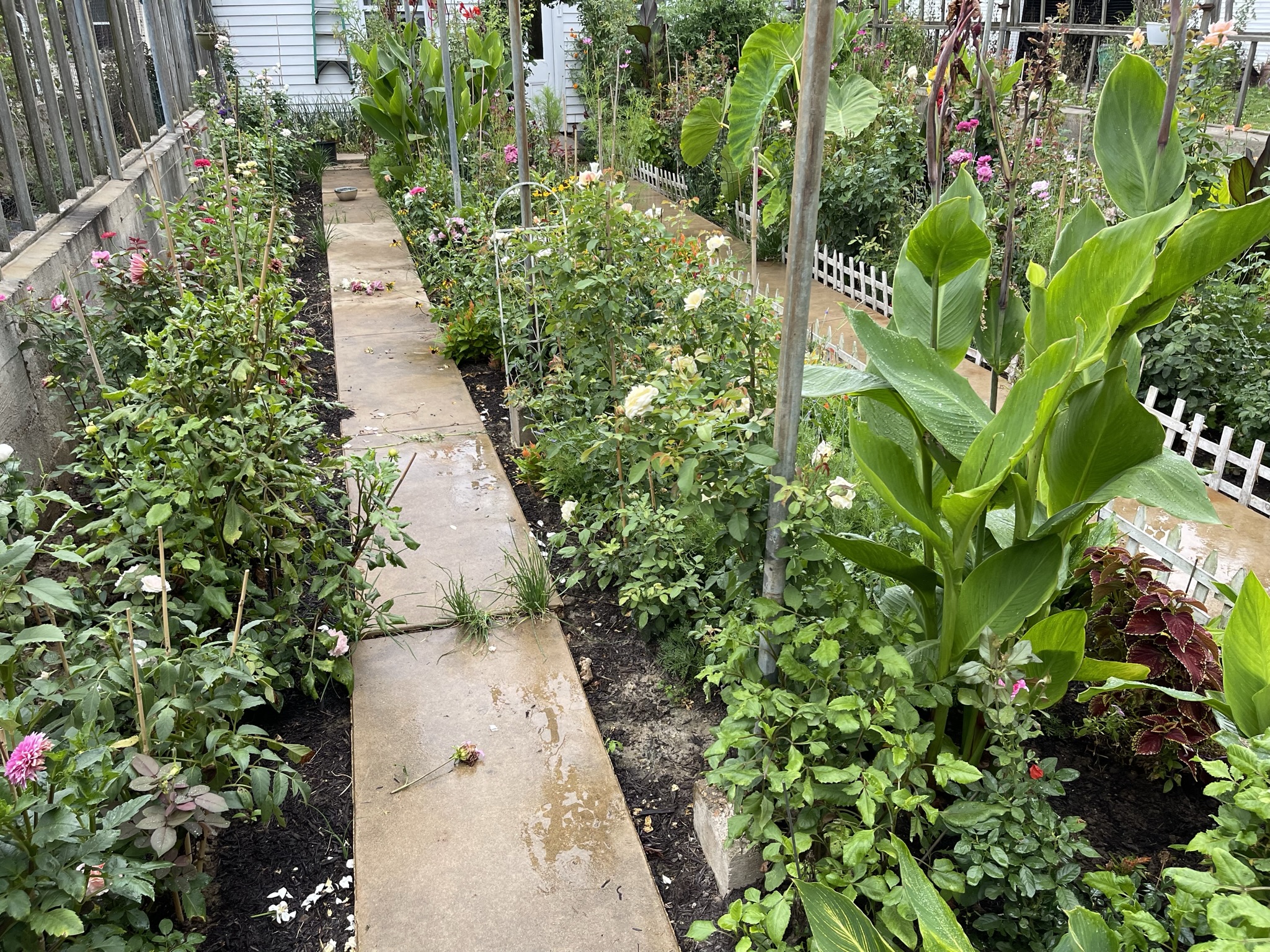 The greenhouse at peak summer — cannas, roses, dahlias, everything competing for the same light