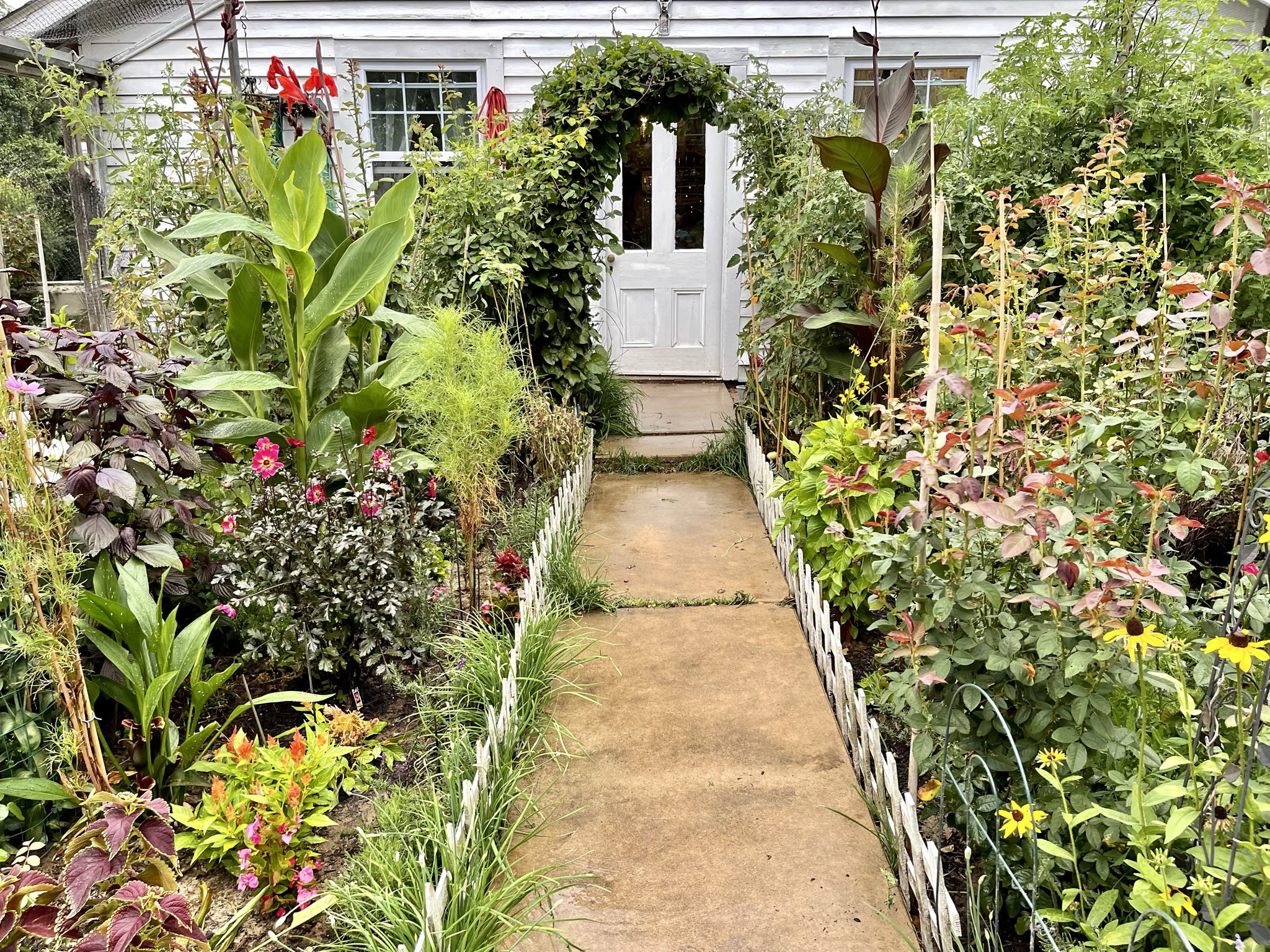 Looking through the lush planted walkway toward the greenhouse door — cannas tall enough to touch overhead, climbing vines over the arch