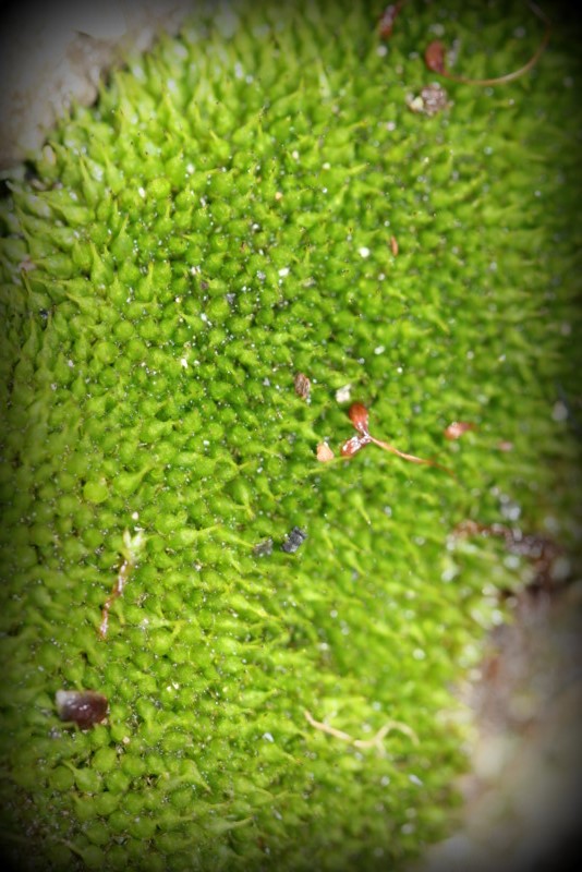 Moss spreading across bark in irregular patches — grey, cream, and yellow-green, each a different species doing its own thing on the same surface