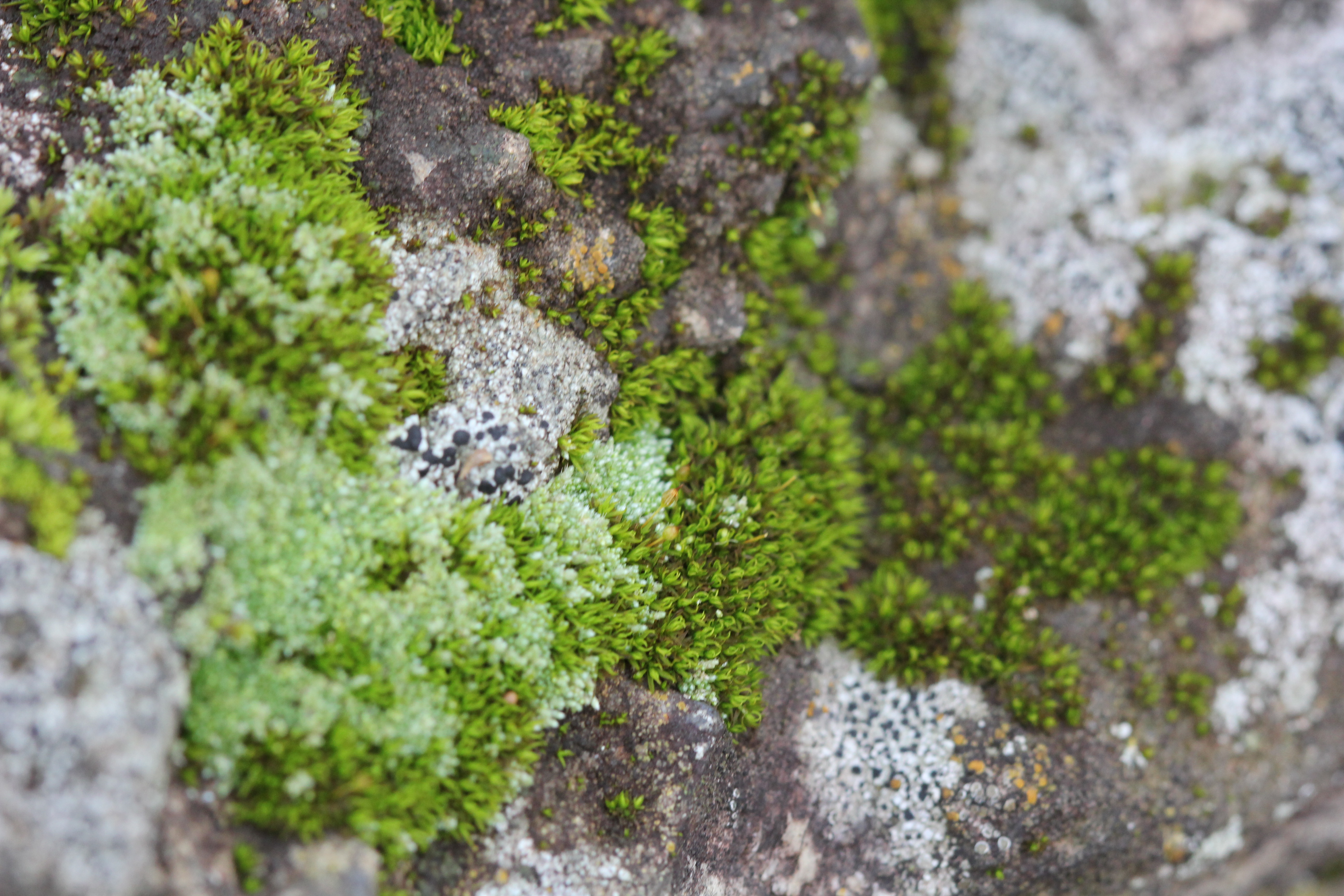 Mixed moss and lichen community on the stone wall — light green, bright green, grey, all distinct species sharing the same rock, each with its own territory