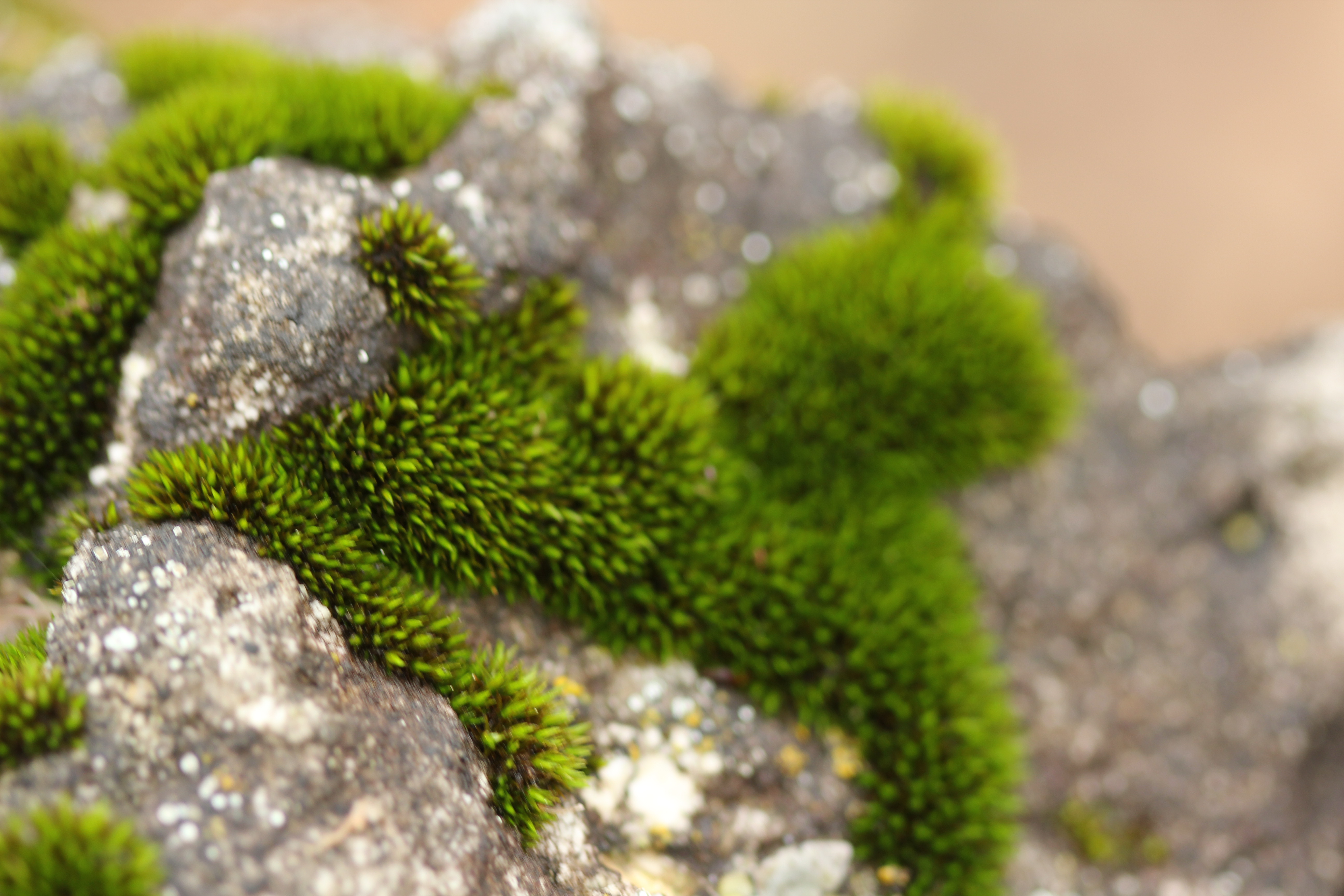 Macro view of cushion moss on the edge of a stone — individual bristles visible, the surface a miniature forest at close range