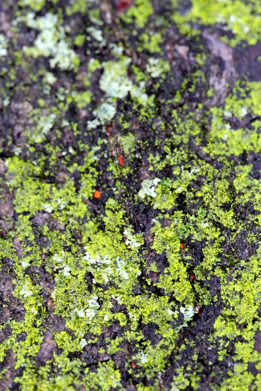 Electric yellow-green lichen and moss on dark bark — tiny red mites moving through it, the whole surface alive at a scale the eye barely catches