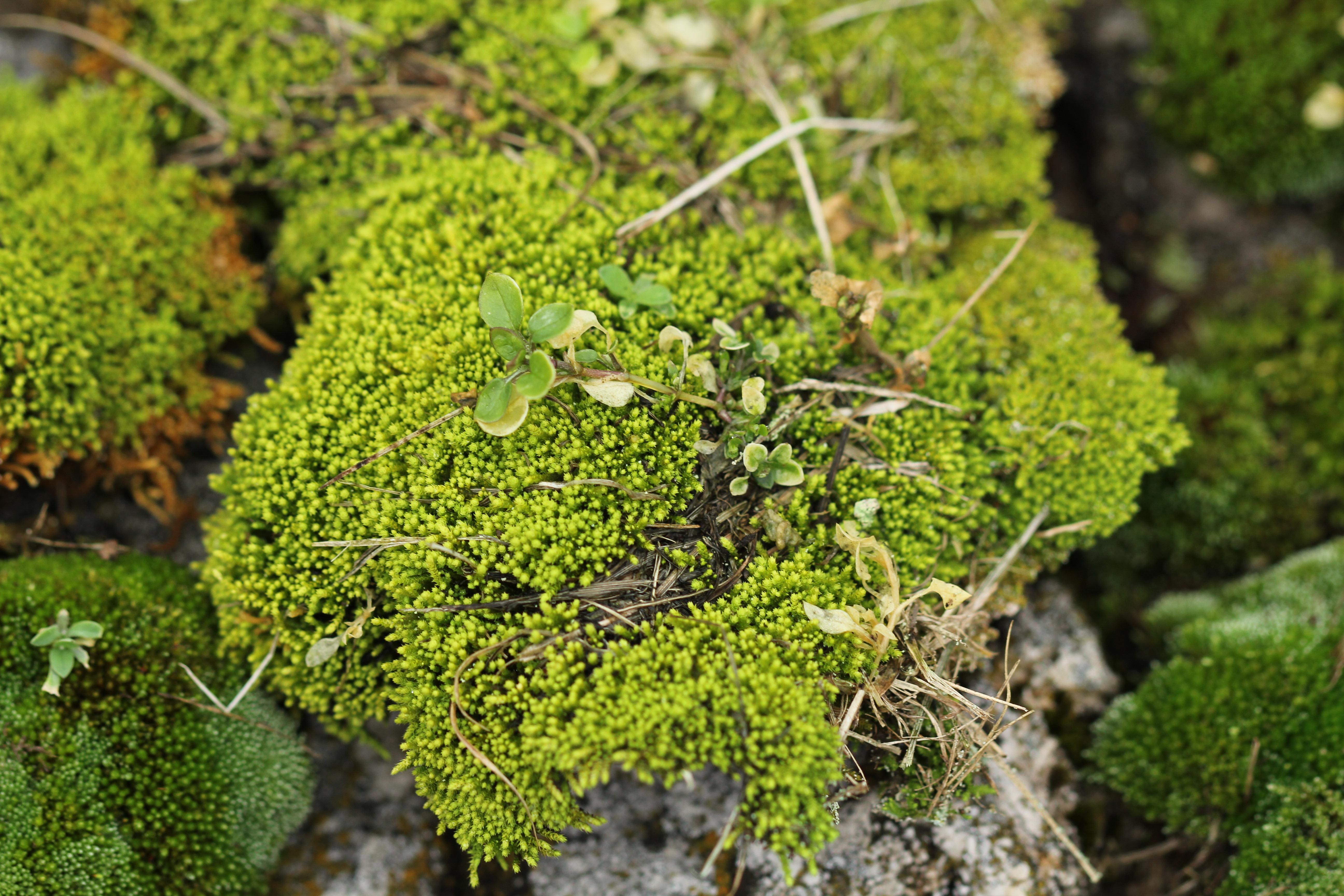 A mound of fine-grained bright green moss on stone — two tiny seedling plants pushing up through the moss, using it as their nursery