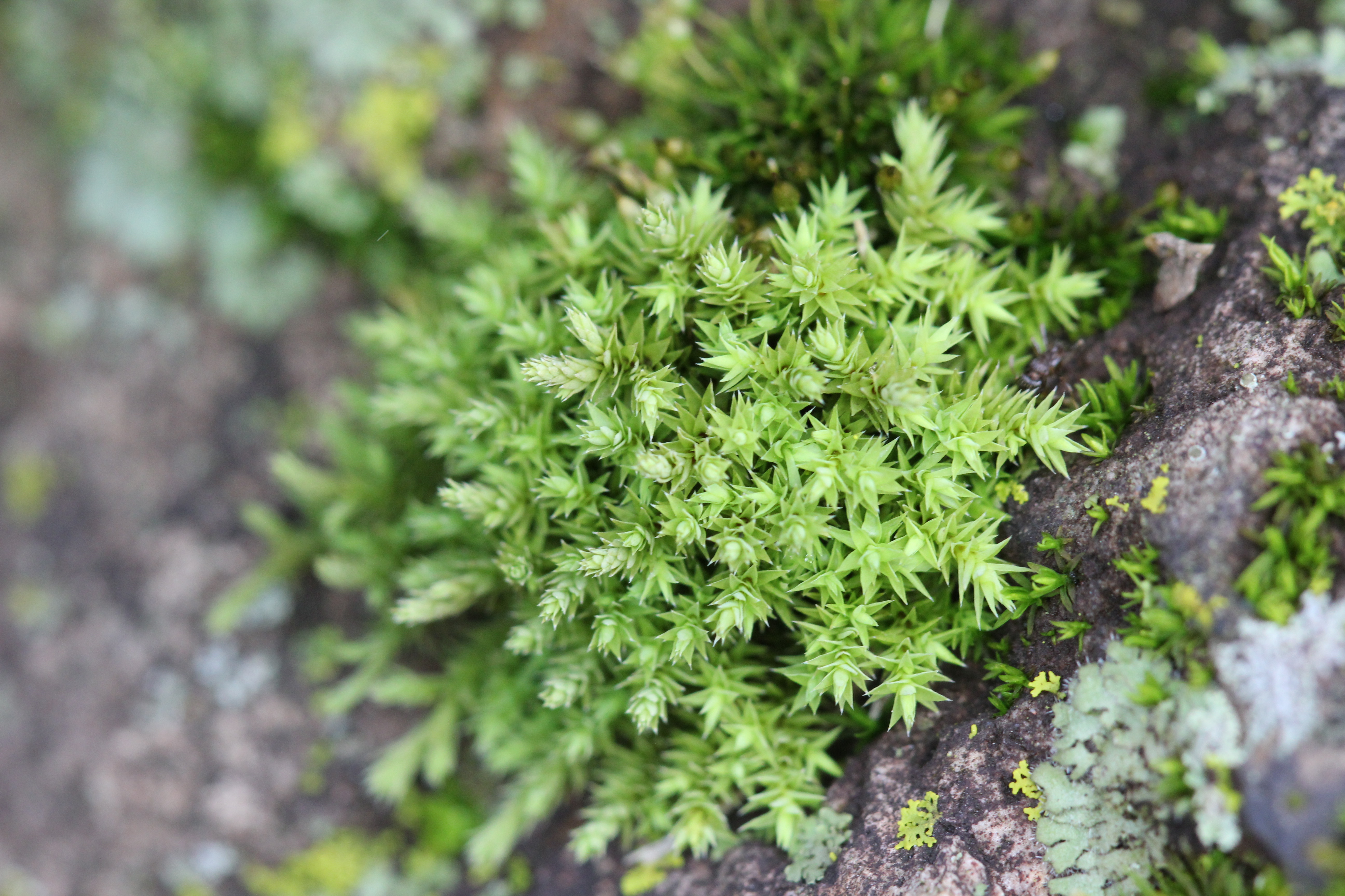 Spiked star-moss colony on a stone wall — bristling, architectural, a small city of identical forms