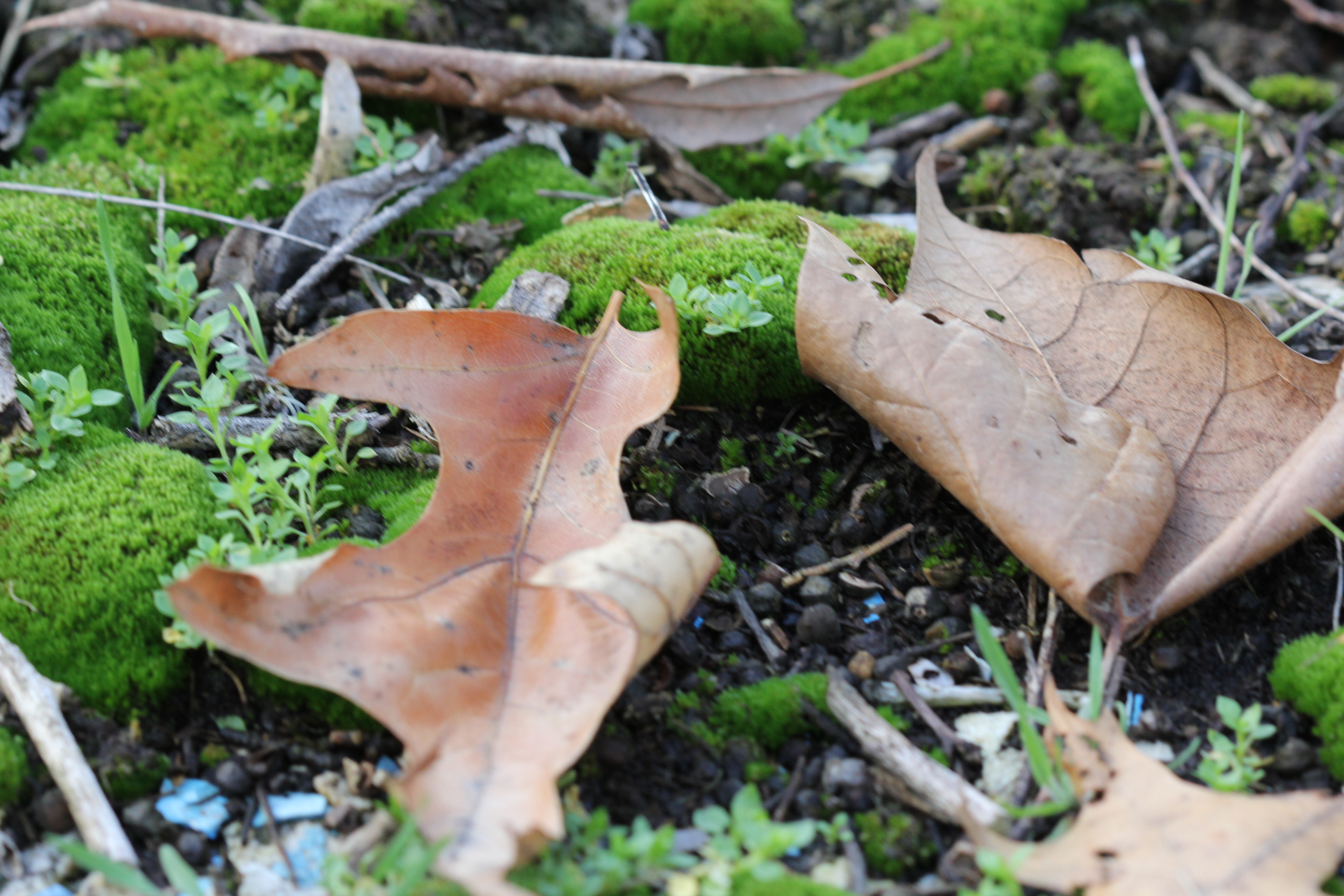 Detail of the wall surface — three or four different moss and lichen species in a space no larger than a hand, each thriving