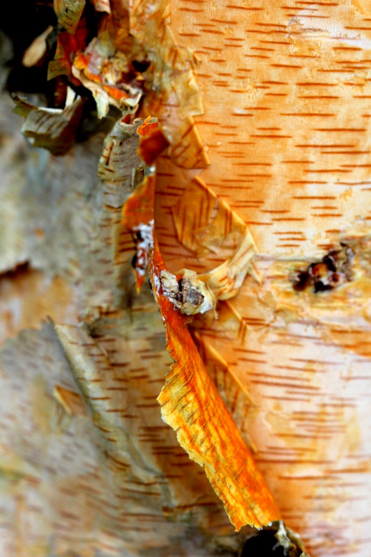Birch bark peeling at the seam — copper and amber beneath cream, the layers of the tree's own history revealed at the split