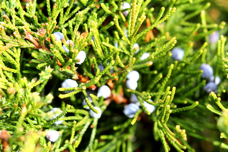 Cedar foliage with steel-blue berries — the fine linear scale pattern of the leaves and the round interruption of the berry, the same branch doing two different things