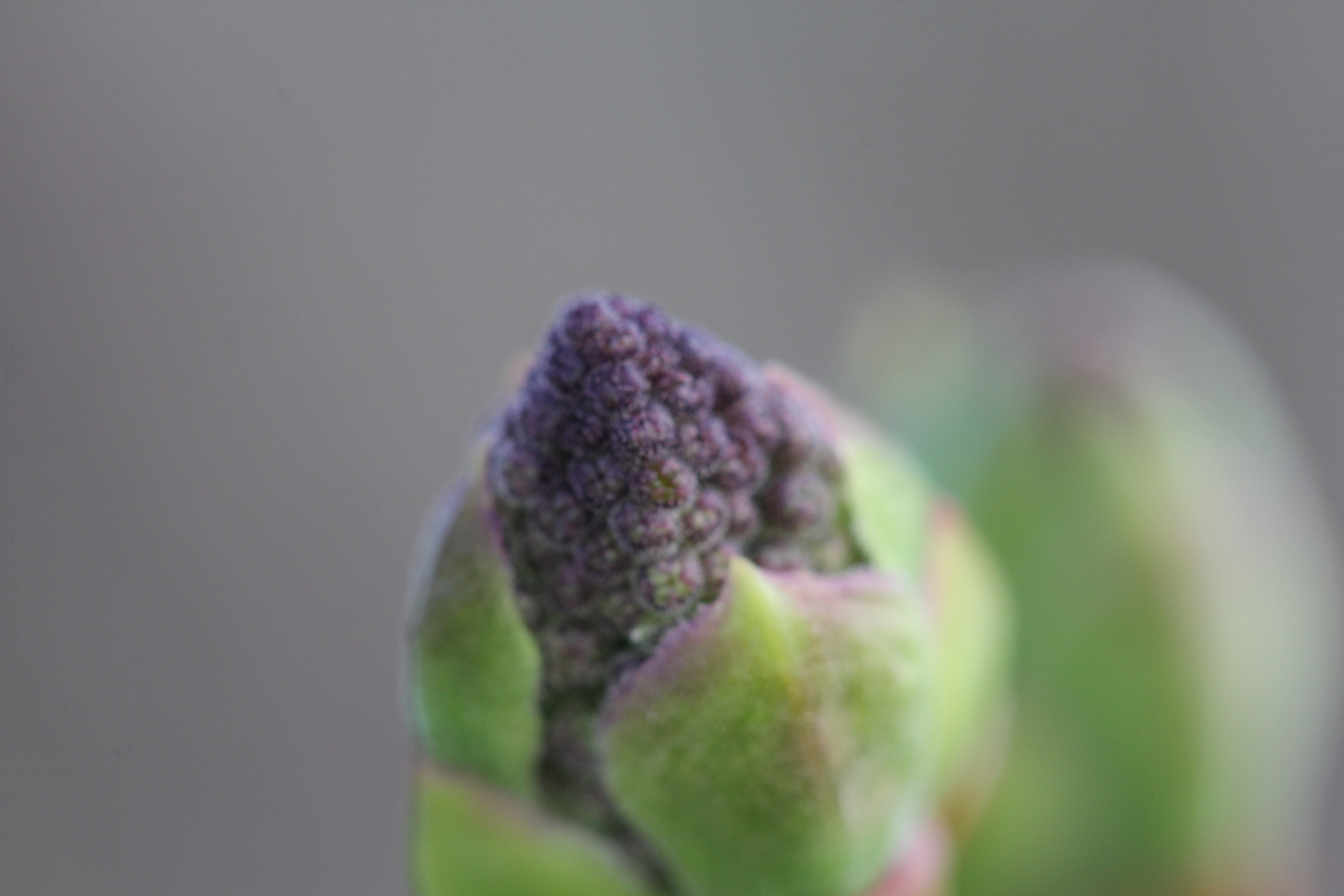 Celosia bud at close range — the purple fractal surface emerging from its green calyx, each bump itself a bud, the whole thing a pattern of the same decision made smaller and smaller