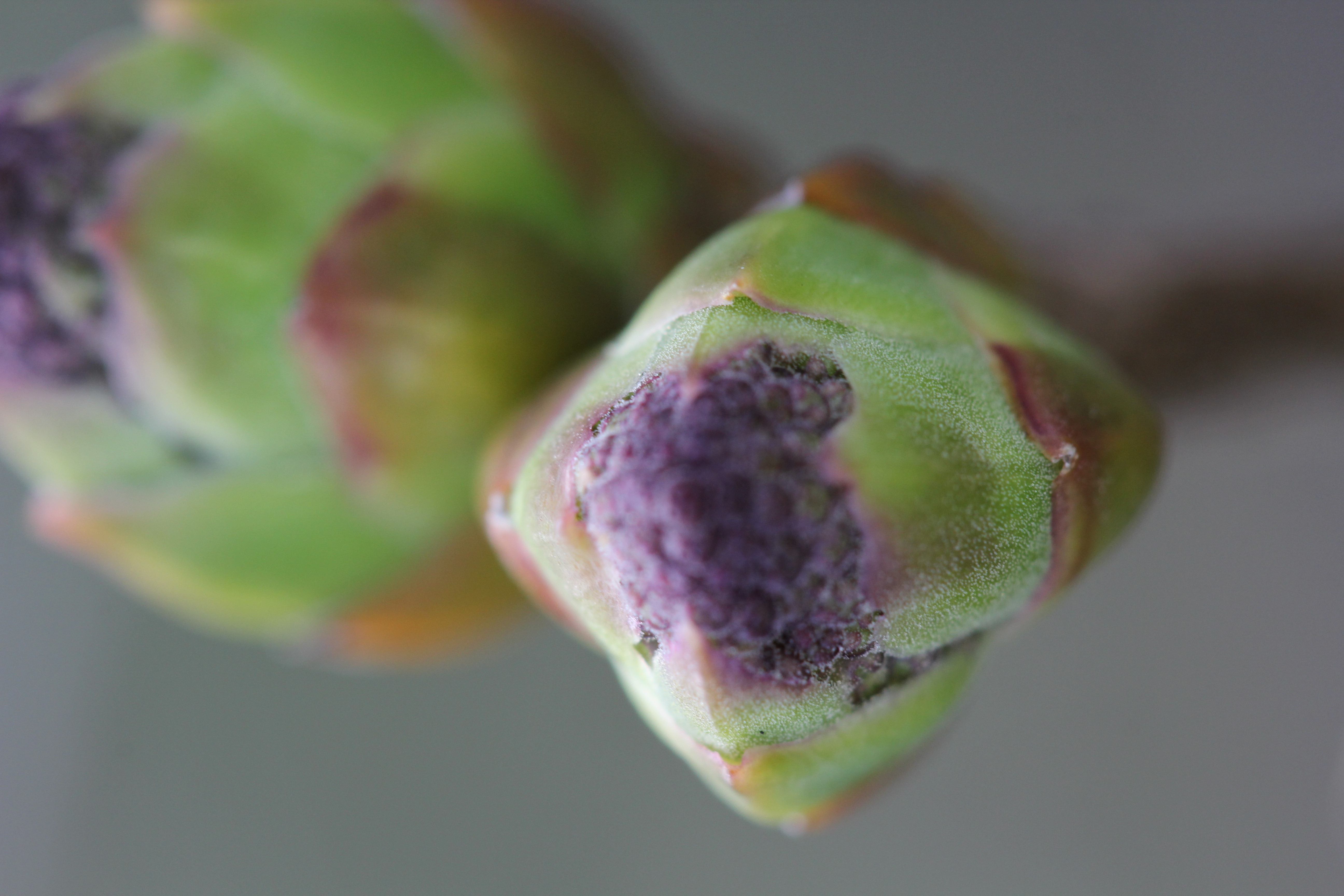 Lilac bloom head-on — the densely packed floret clusters, each tiny trumpet a repeat of the same form, the whole head a colony of identical decisions made at the same scale