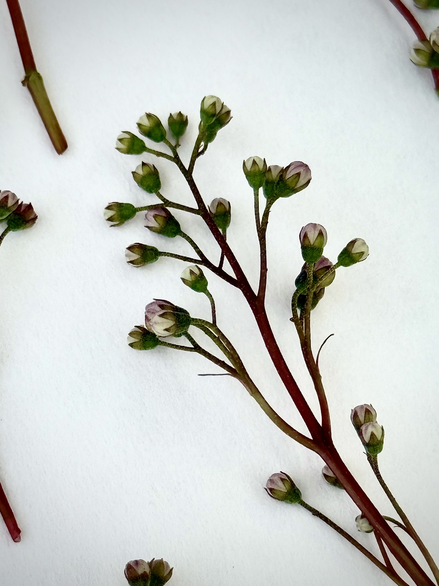 Cosmos stems branching at identical angles from the main stem — the same decision repeated at every scale, each branch dividing into two, each of those dividing into two again, all the way down