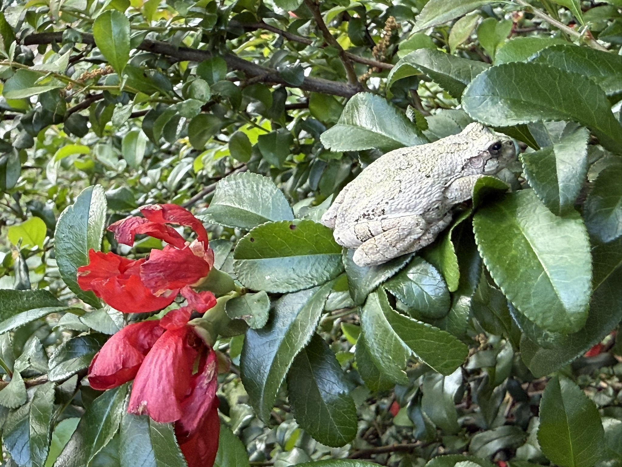 A small frog at rest on a quince branch — perfectly still, fitting itself to the angle of the branch as naturally as the branch fits the angle of the tree