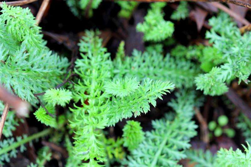 Feathery ground cover branching at every scale — the same angle of division from the main stem down to the smallest twig, the pattern coherent at any distance