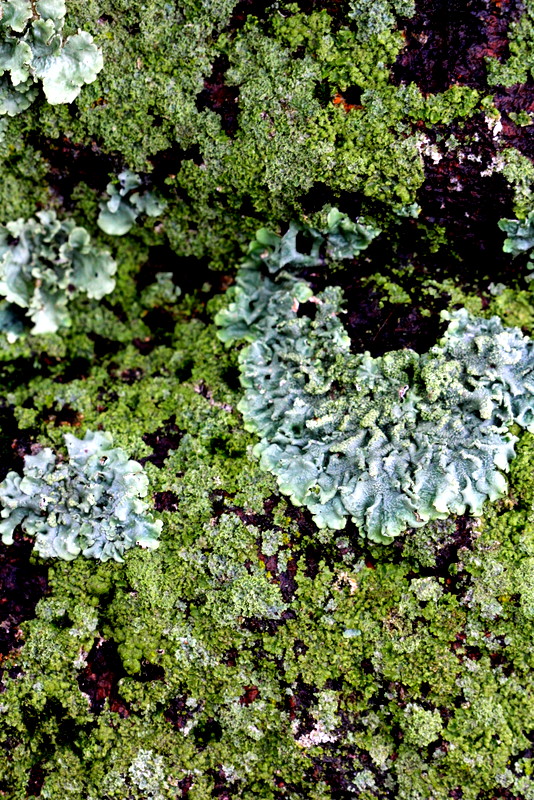 Lichen community on bark — grey-blue foliose lichen spreading in lobes against bright granular green, each species keeping its own territory on the same surface